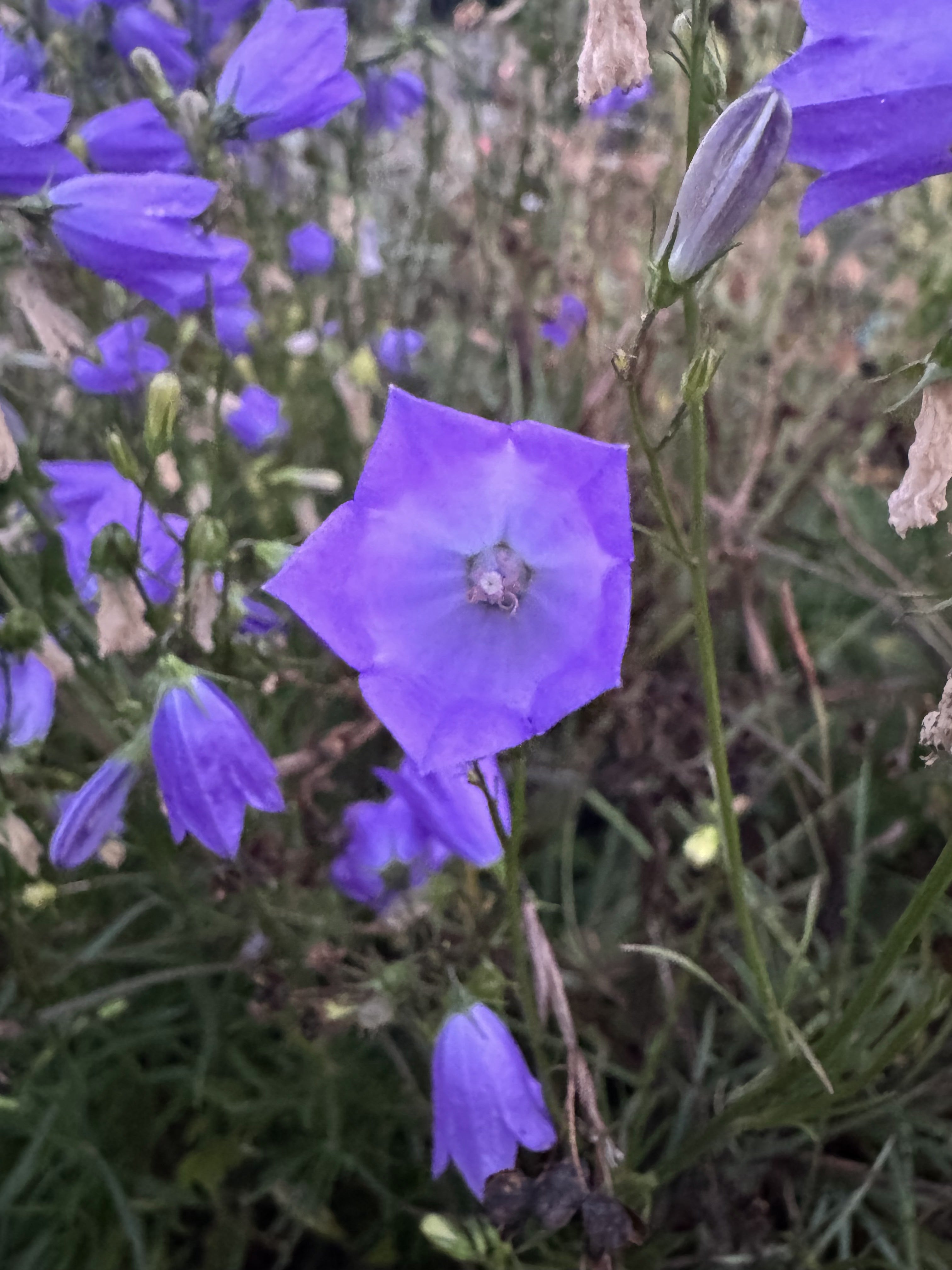 Round Leaf Harebell | Campanula rotundifolia seeds