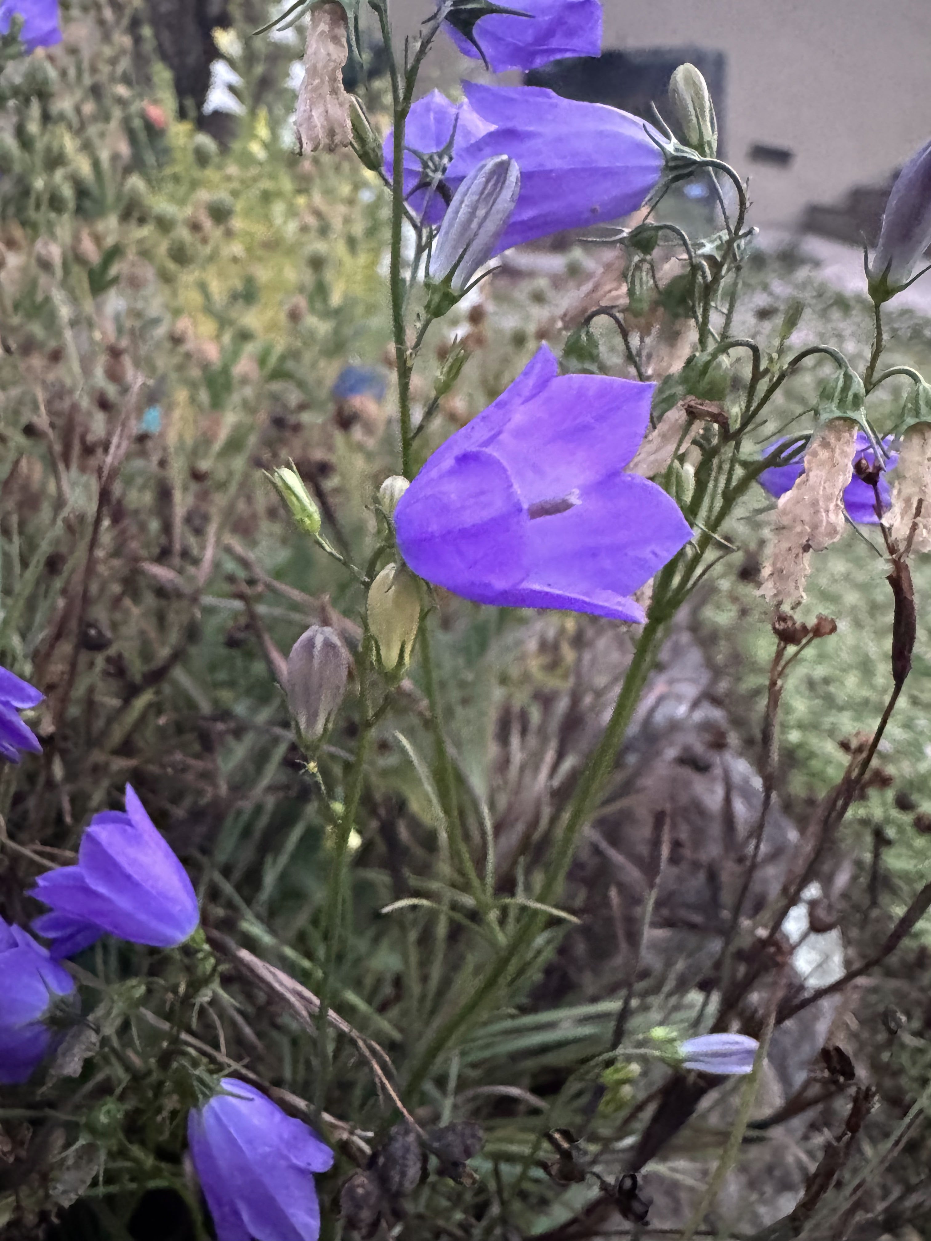 Round Leaf Harebell | Campanula rotundifolia seeds