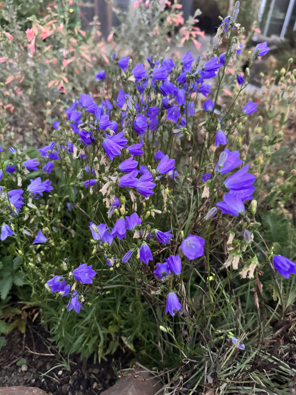 Round Leaf Harebell | Campanula rotundifolia seeds