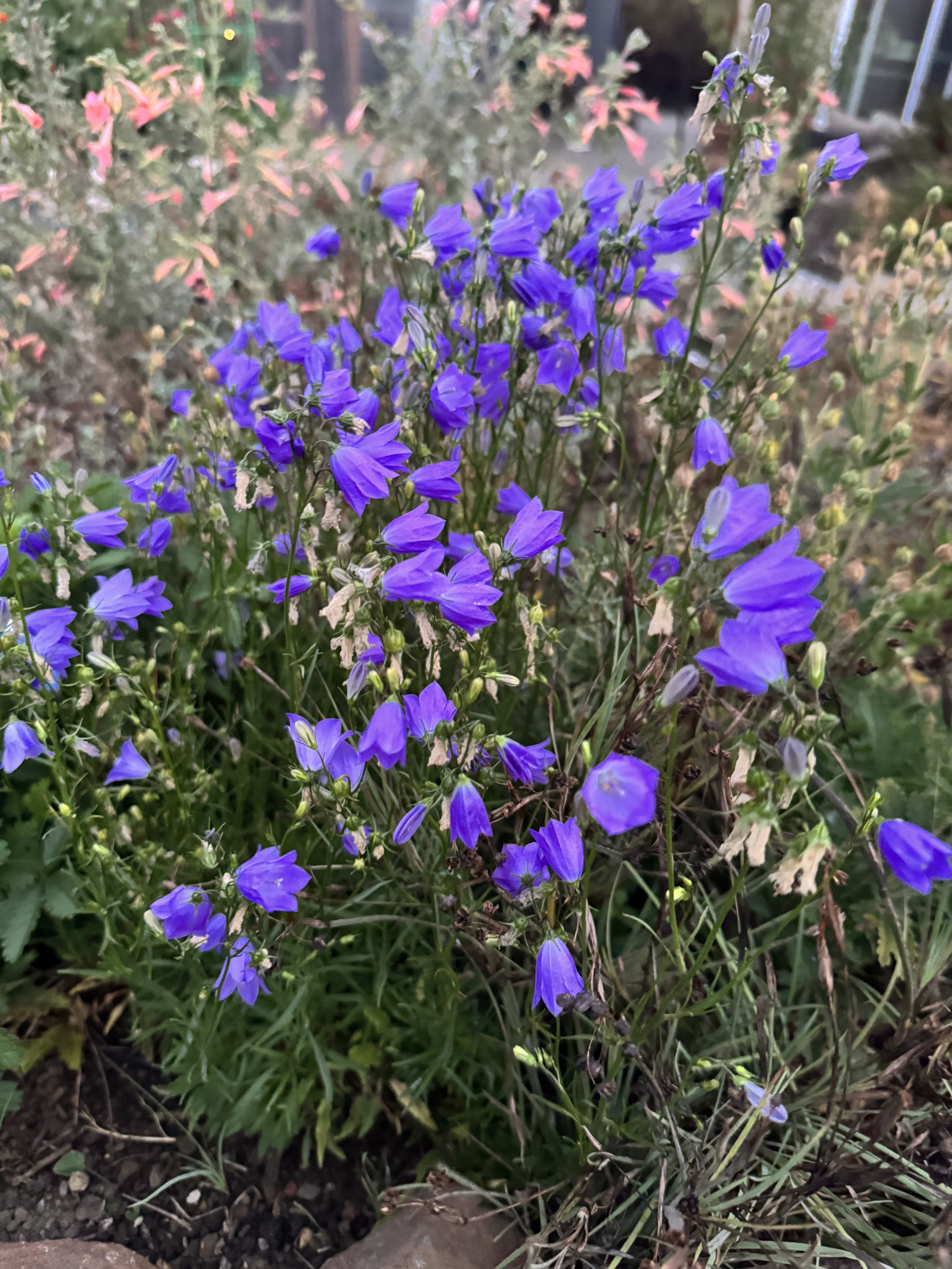 Round Leaf Harebell | Campanula rotundifolia seeds