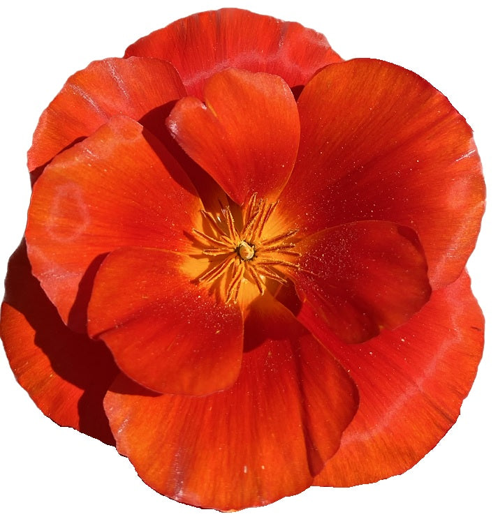 California Poppy "Red Chief" | Eschscholzia californica Seeds