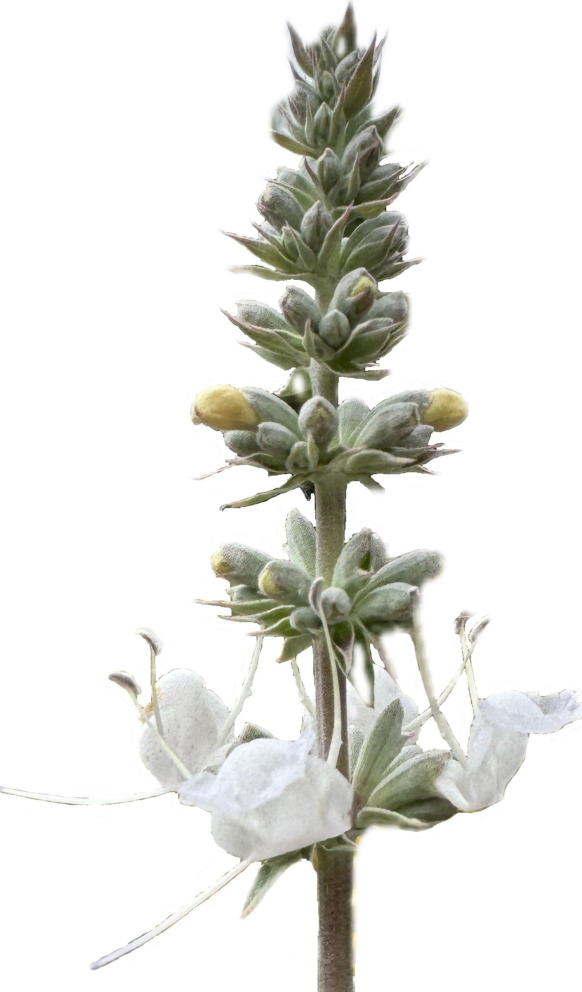 White Sage | Salvia apiana