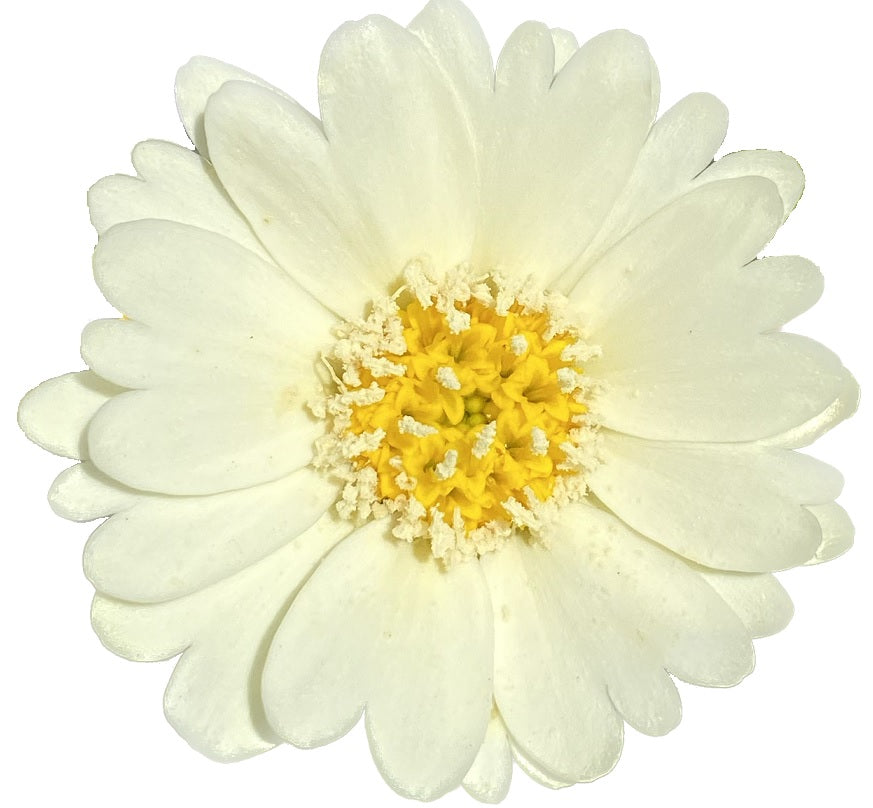 Pale-yellow Tidytips | Layia Heterotricha seeds