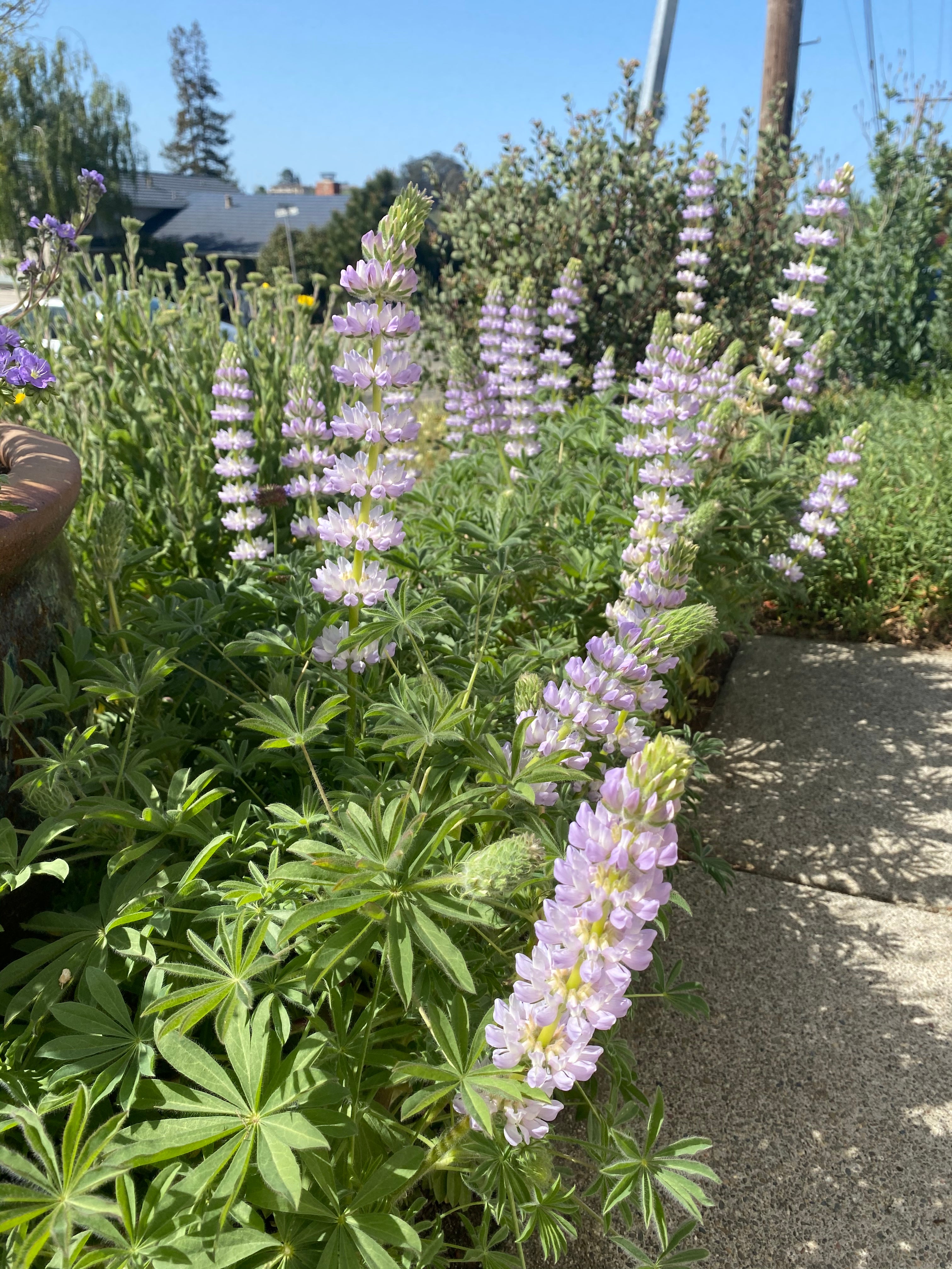 Chick Lupine | Lupinus microcarpus seeds