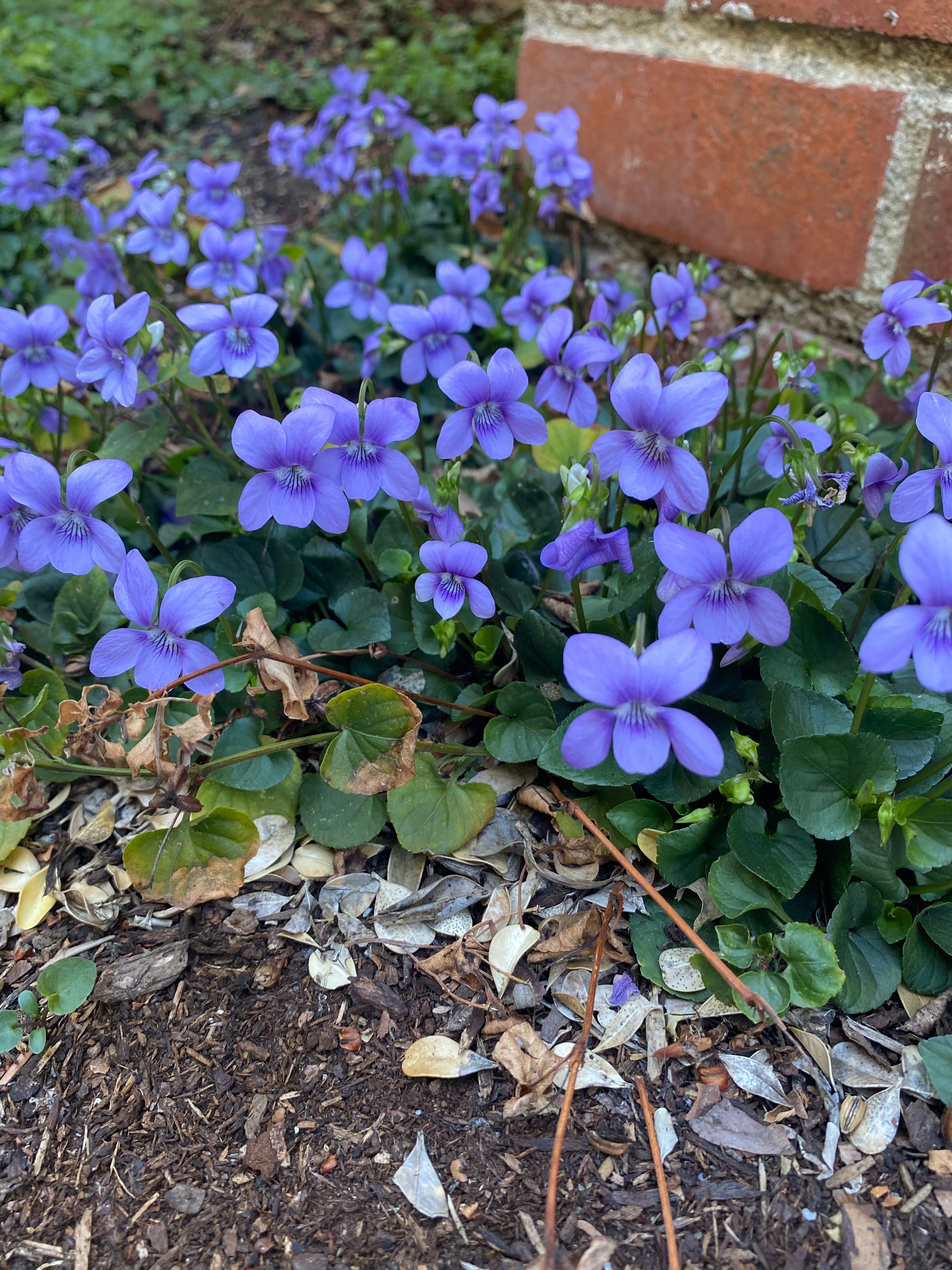Viola adunca - Western Dog Violet