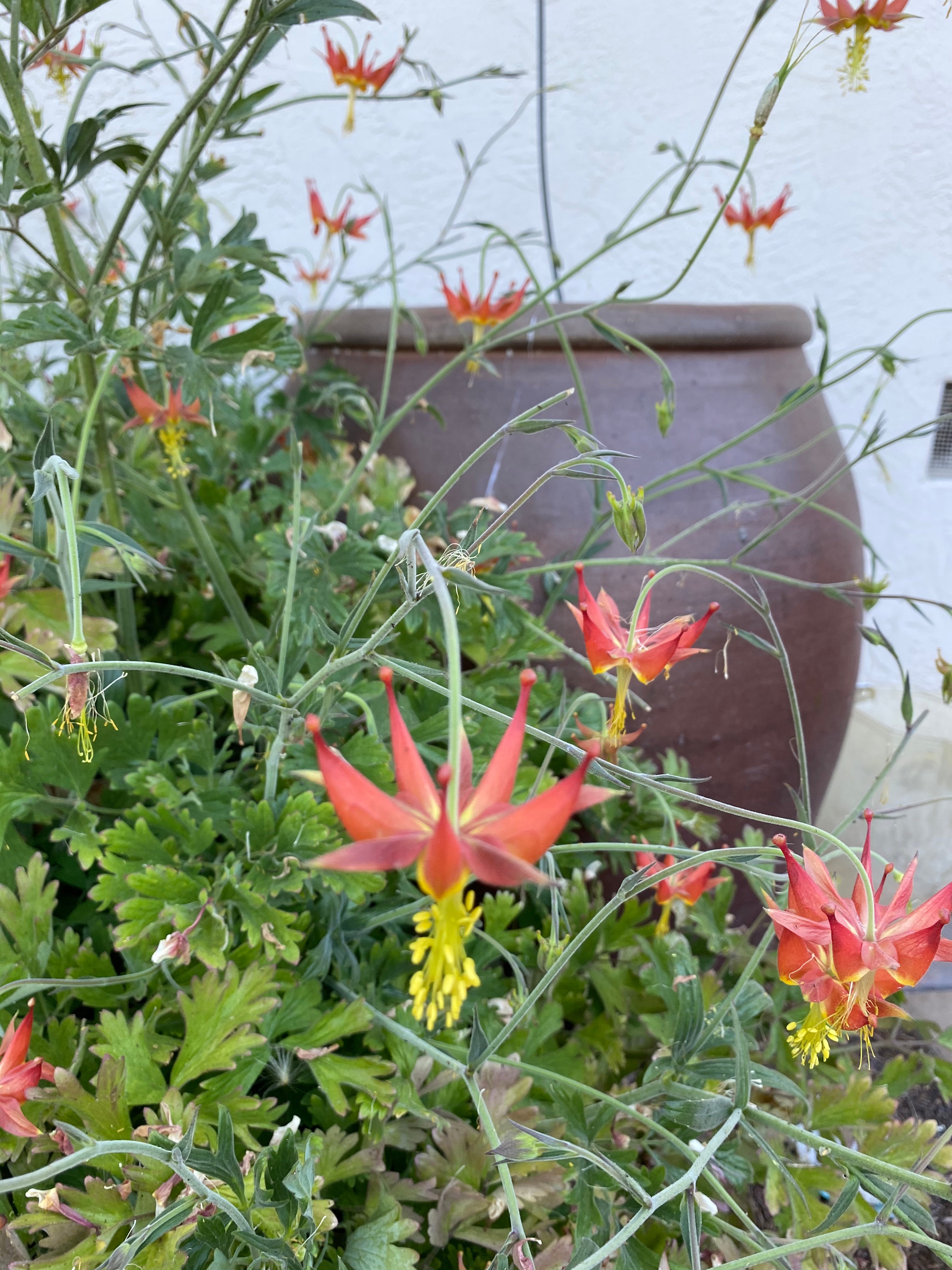 Serpentine (Crimson) Columbine | Aquilegia Eximia