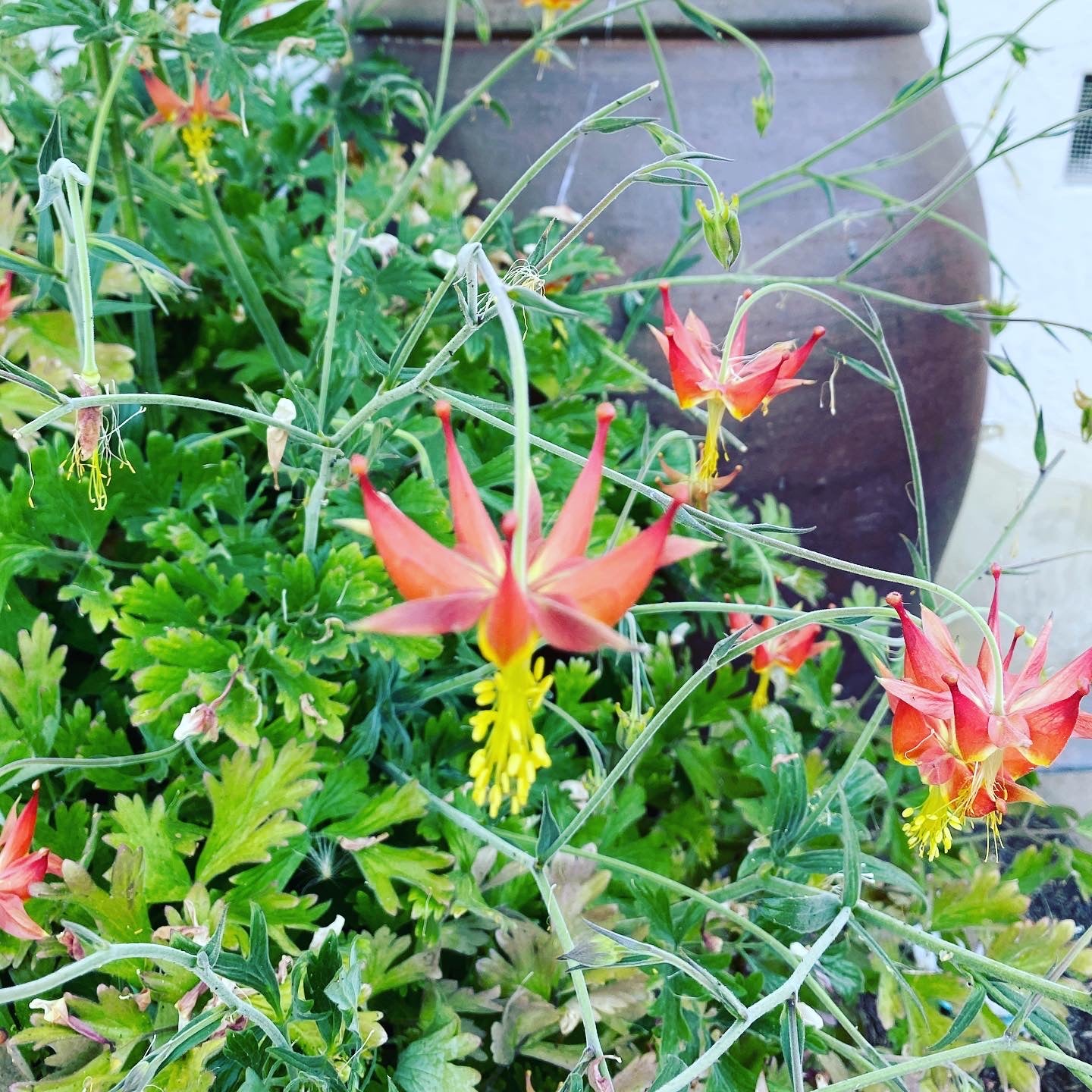 Serpentine (Crimson) Columbine | Aquilegia Eximia