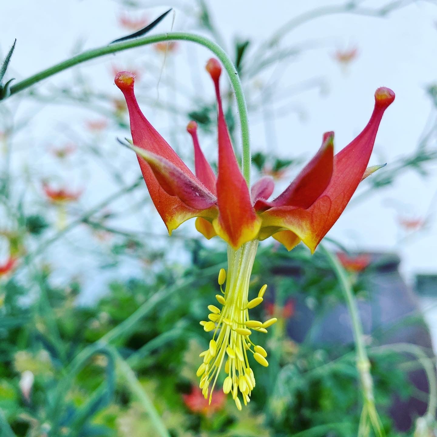 Serpentine (Crimson) Columbine | Aquilegia Eximia