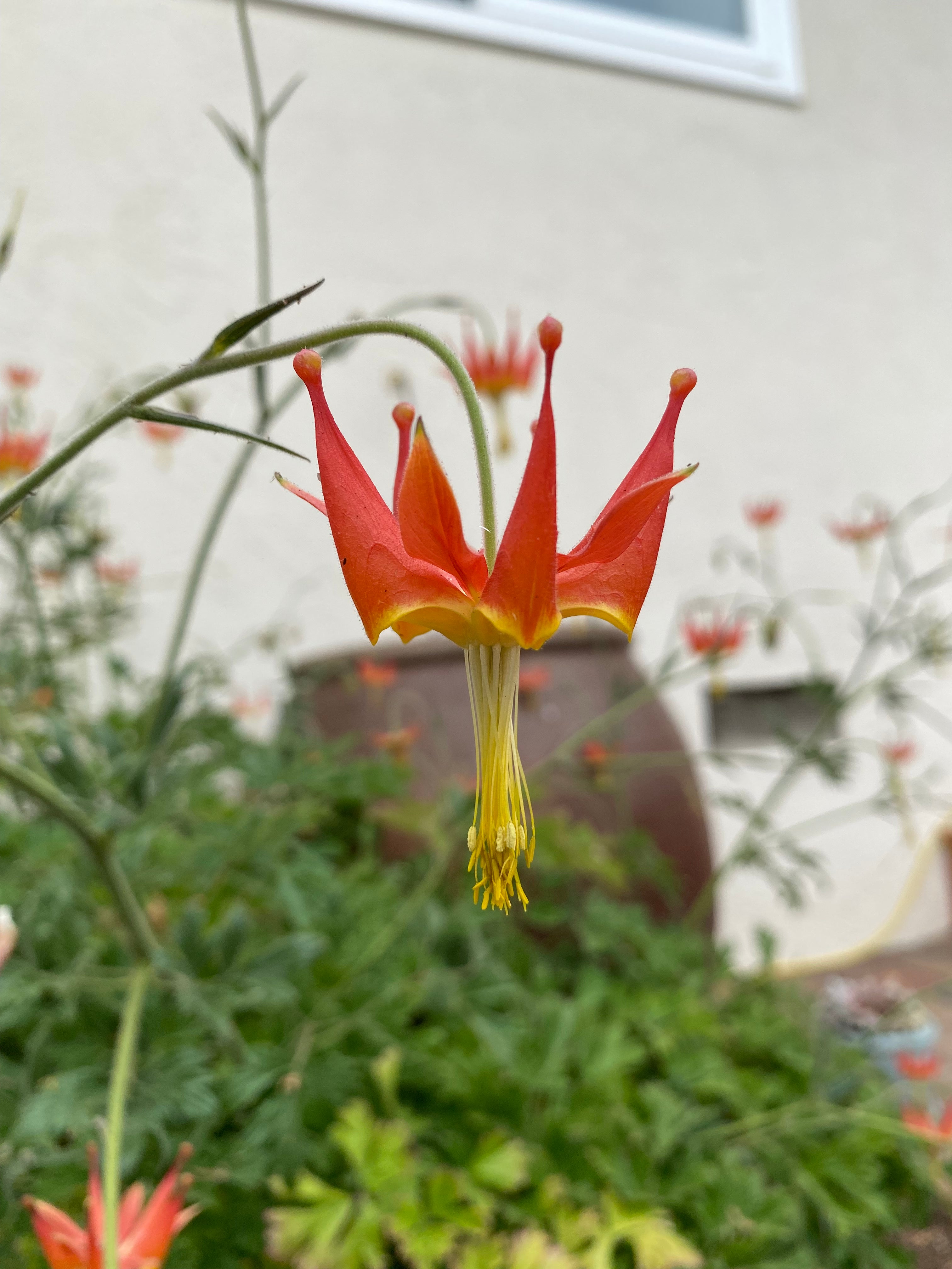 Serpentine (Crimson) Columbine | Aquilegia Eximia