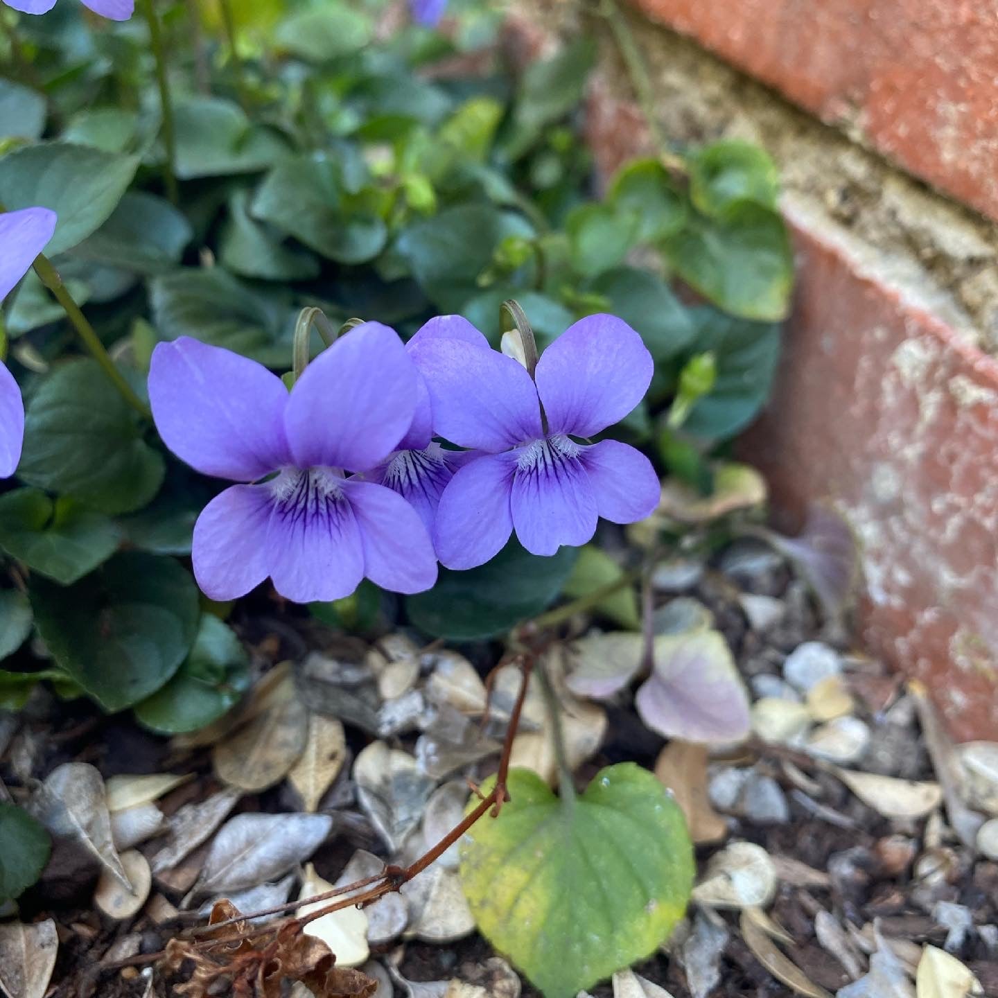 Viola adunca - Western Dog Violet