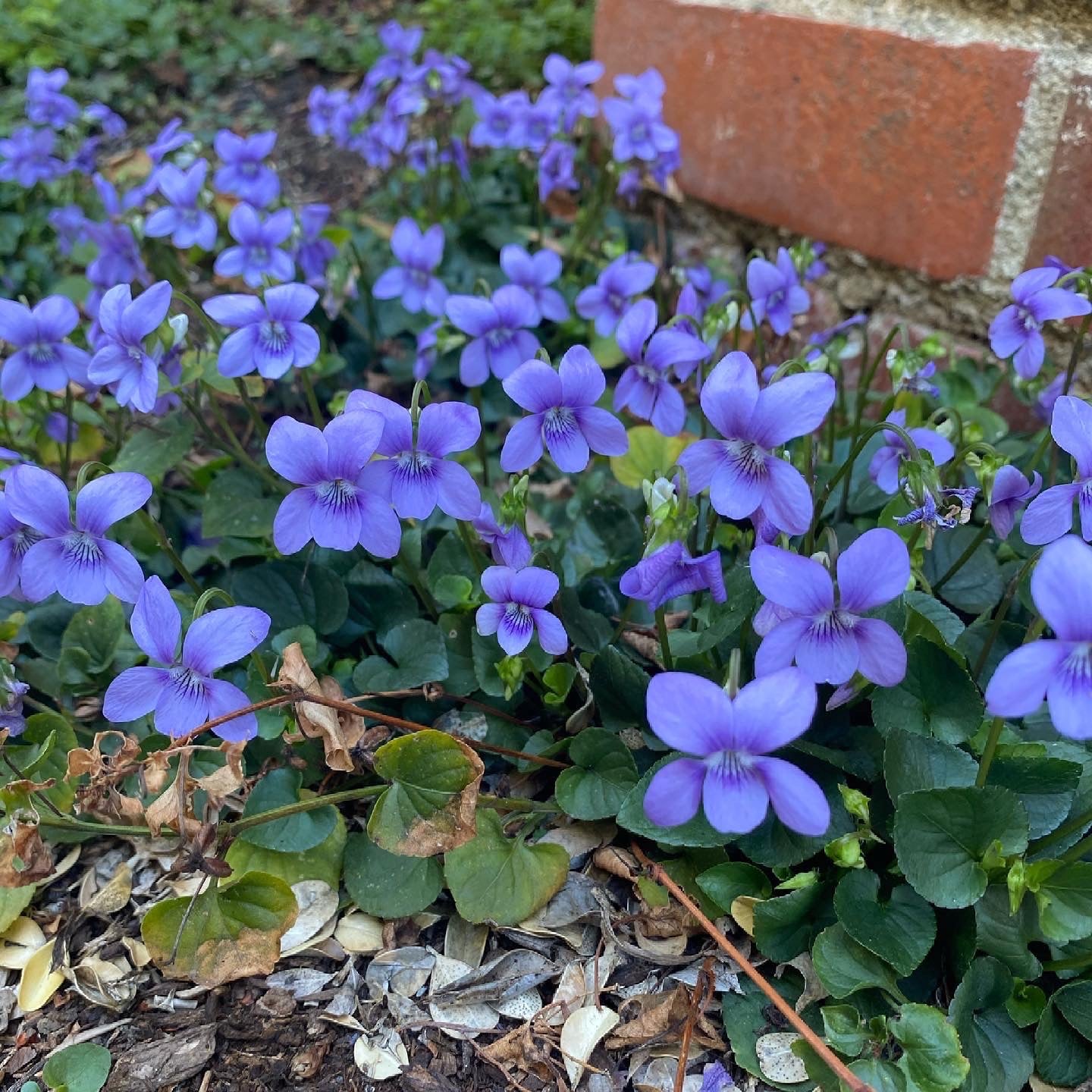 Viola adunca - Western Dog Violet