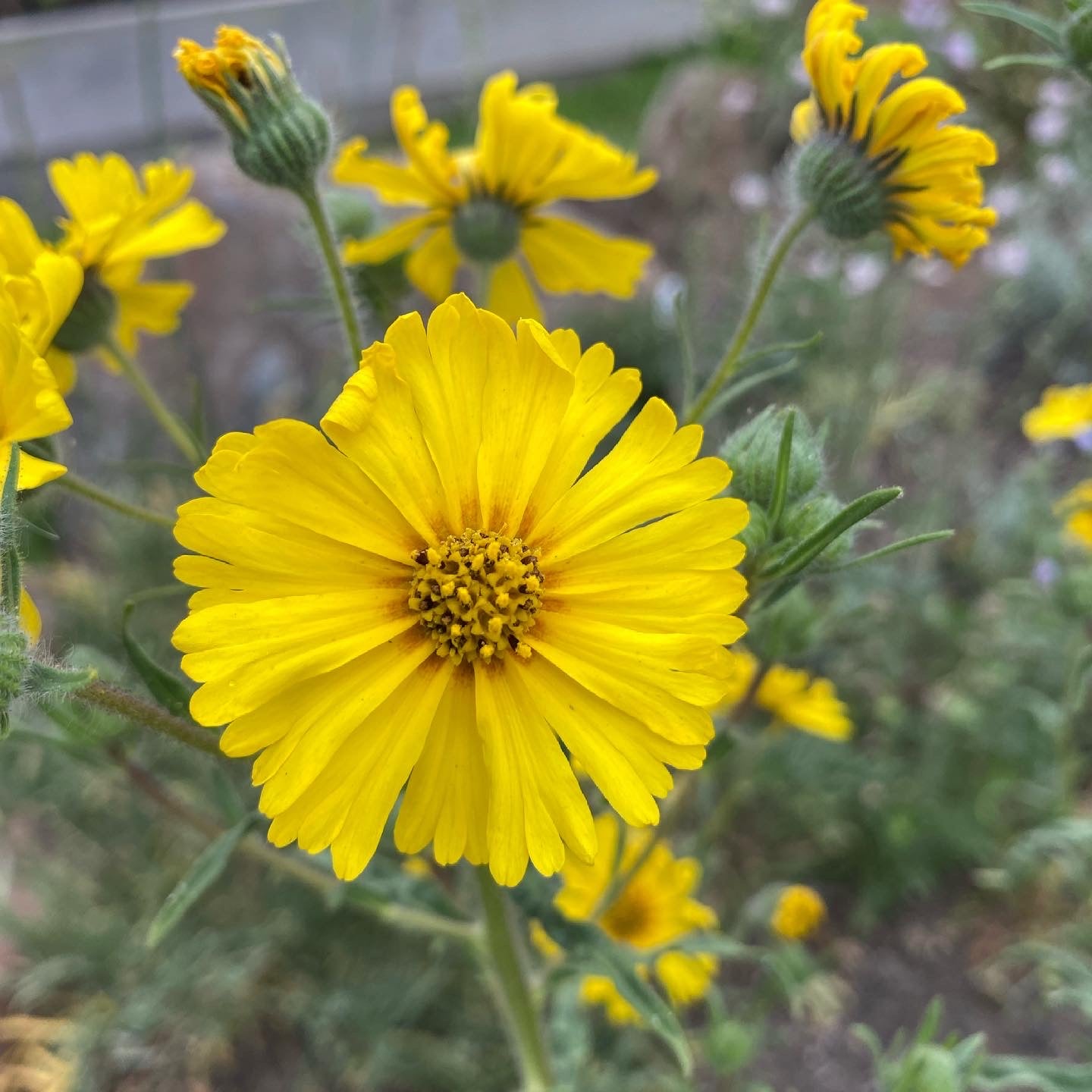 Elegant Madea | Madea Elegans seeds