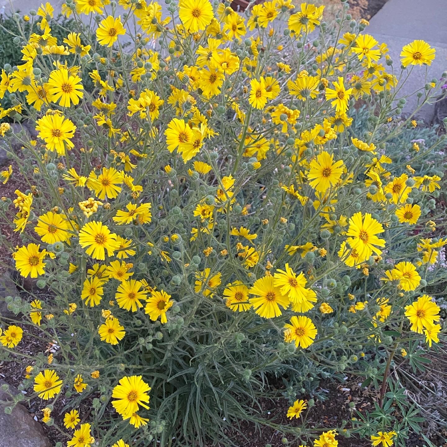 Elegant Madea | Madea Elegans seeds
