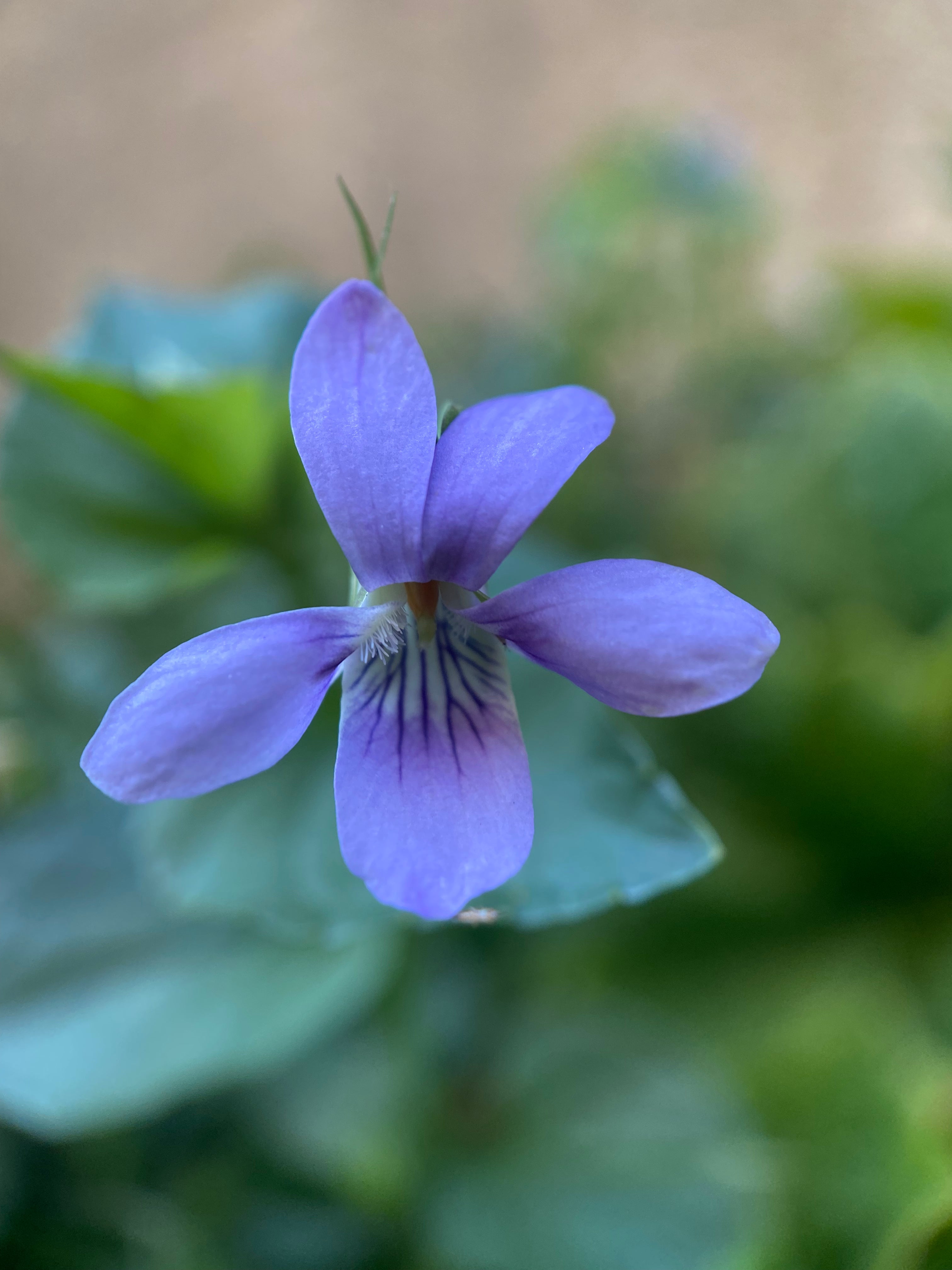 Viola adunca - Western Dog Violet
