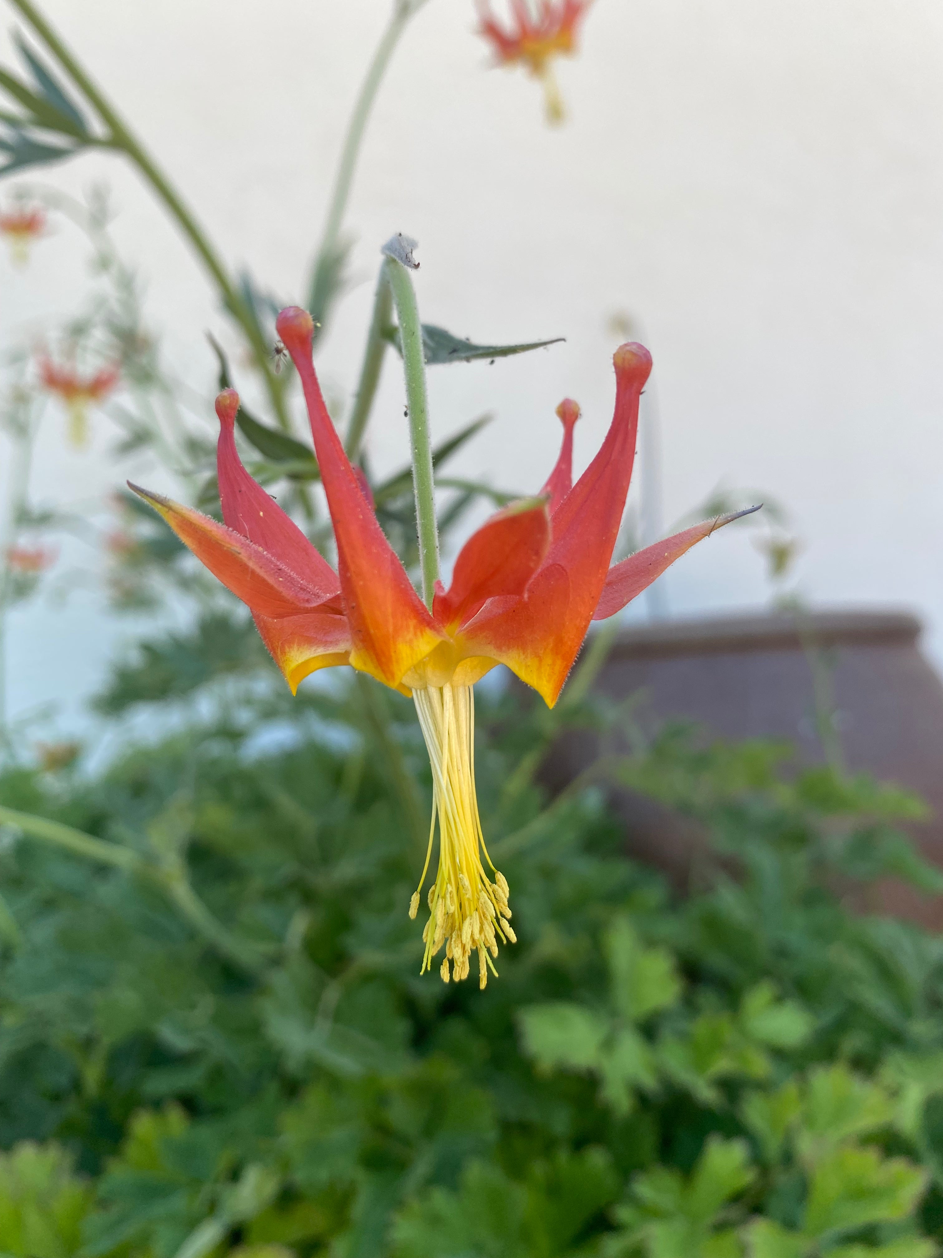 Serpentine (Crimson) Columbine | Aquilegia Eximia