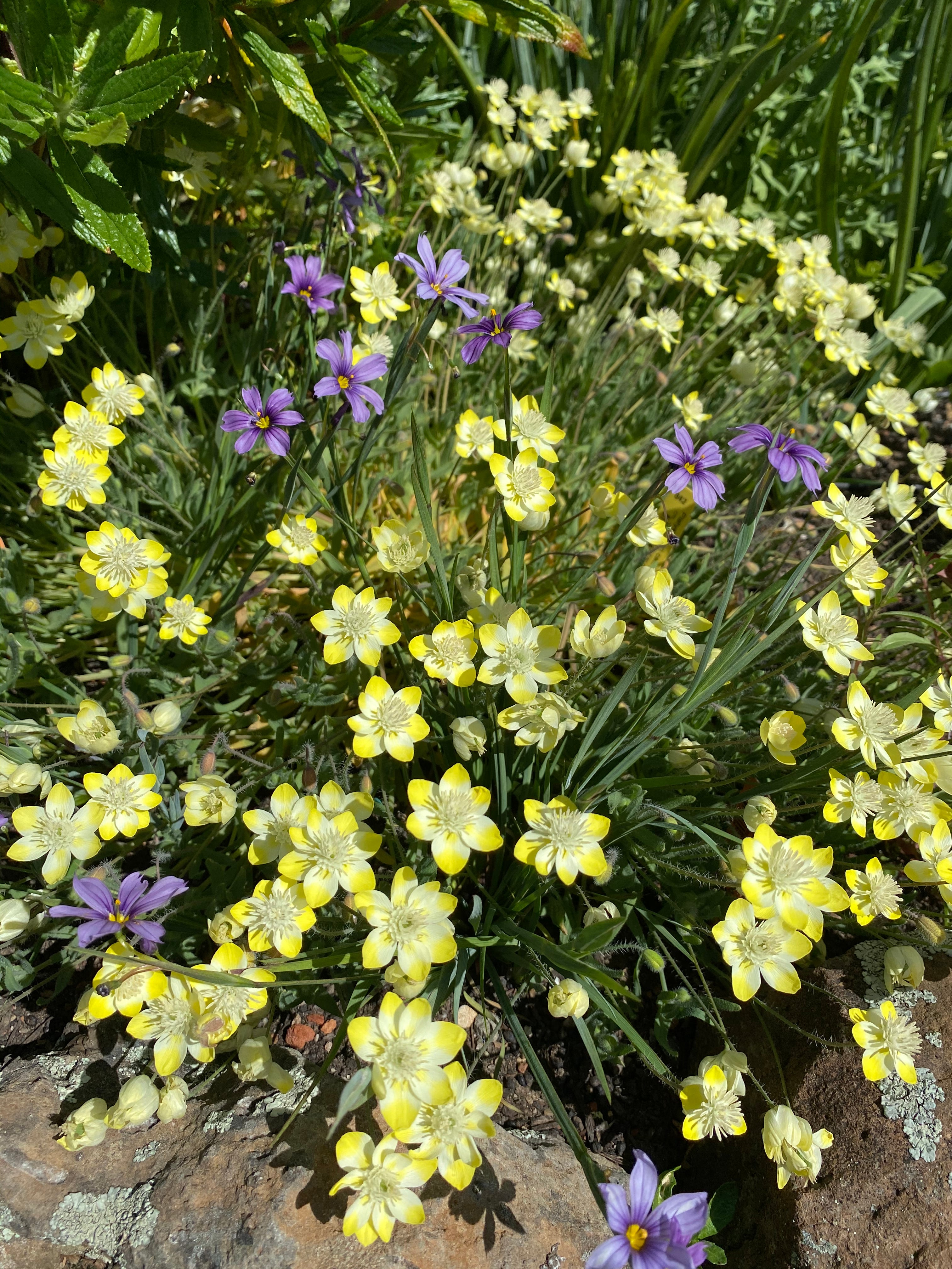 Cream Cups | Platystemon Californicus seeds