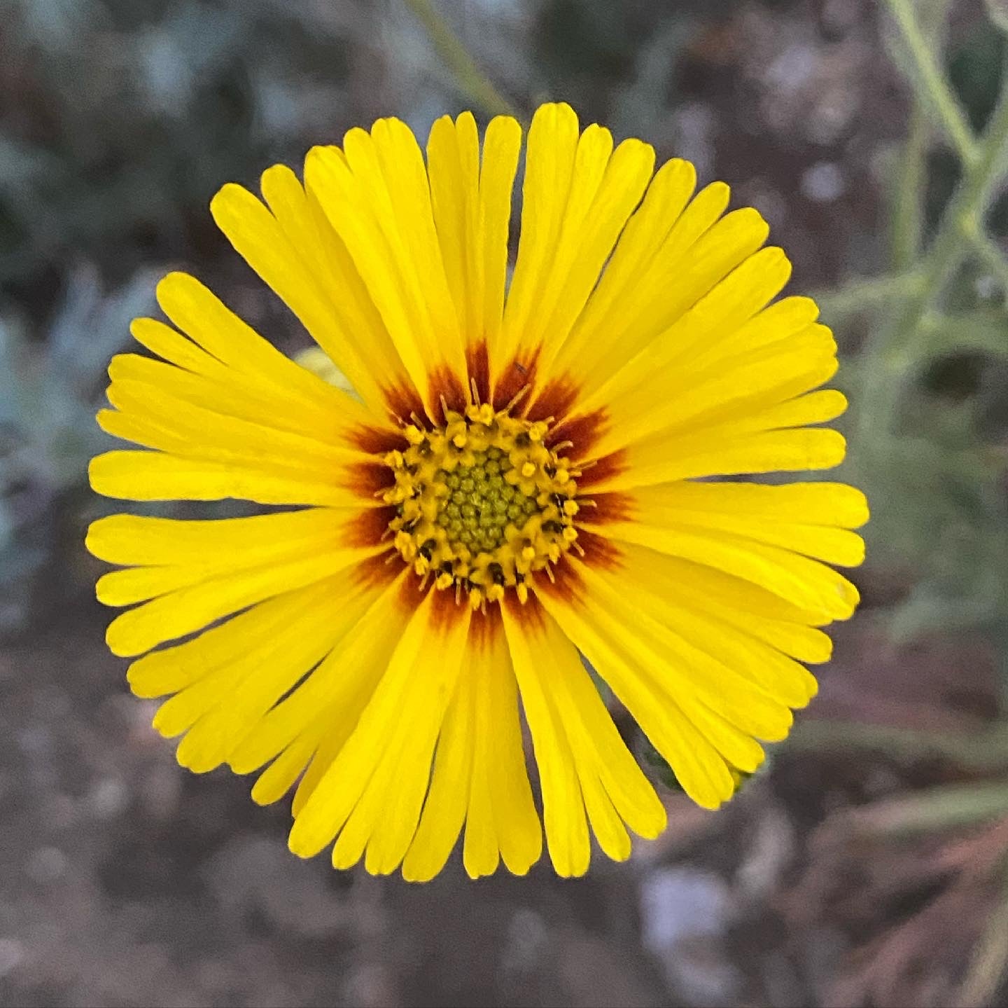 Elegant Madea | Madea Elegans seeds