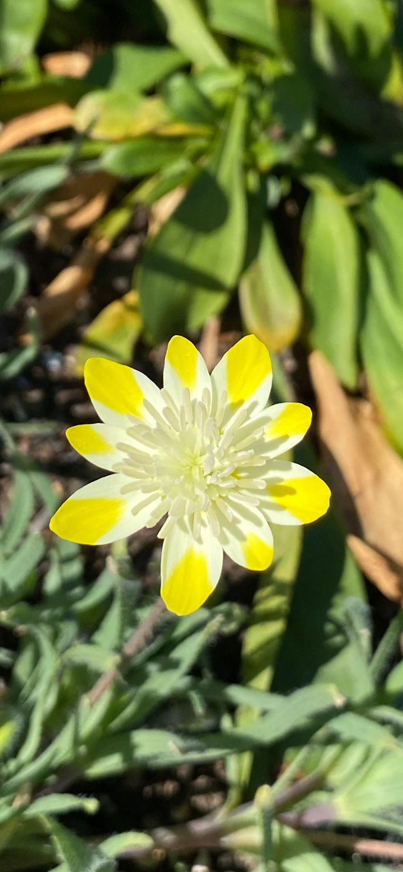 Cream Cups | Platystemon Californicus seeds