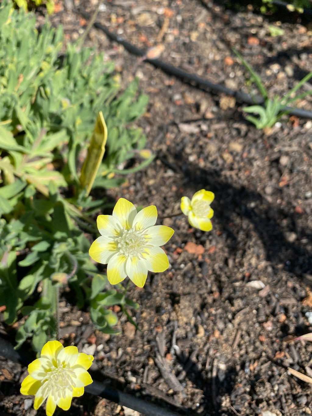 Cream Cups | Platystemon Californicus seeds