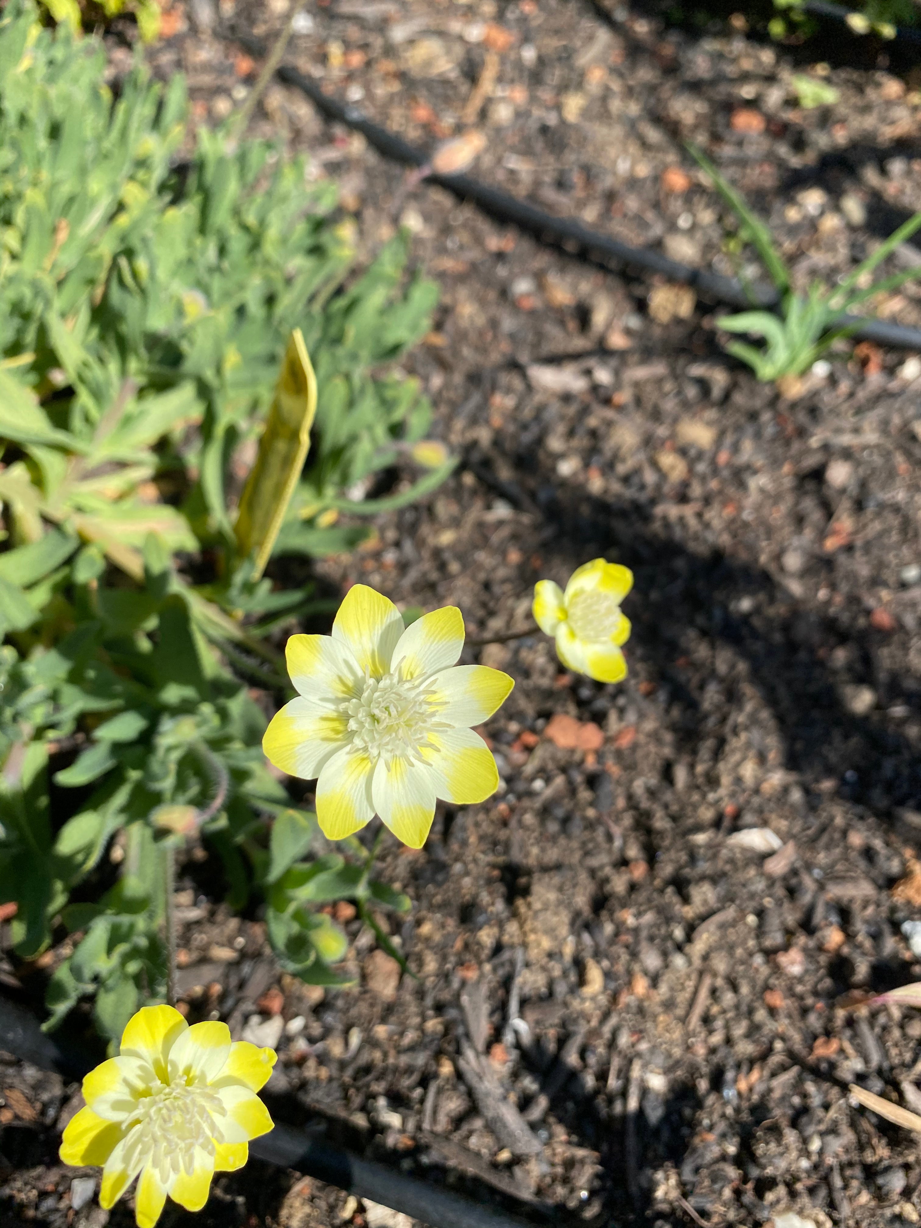 Cream Cups | Platystemon Californicus seeds