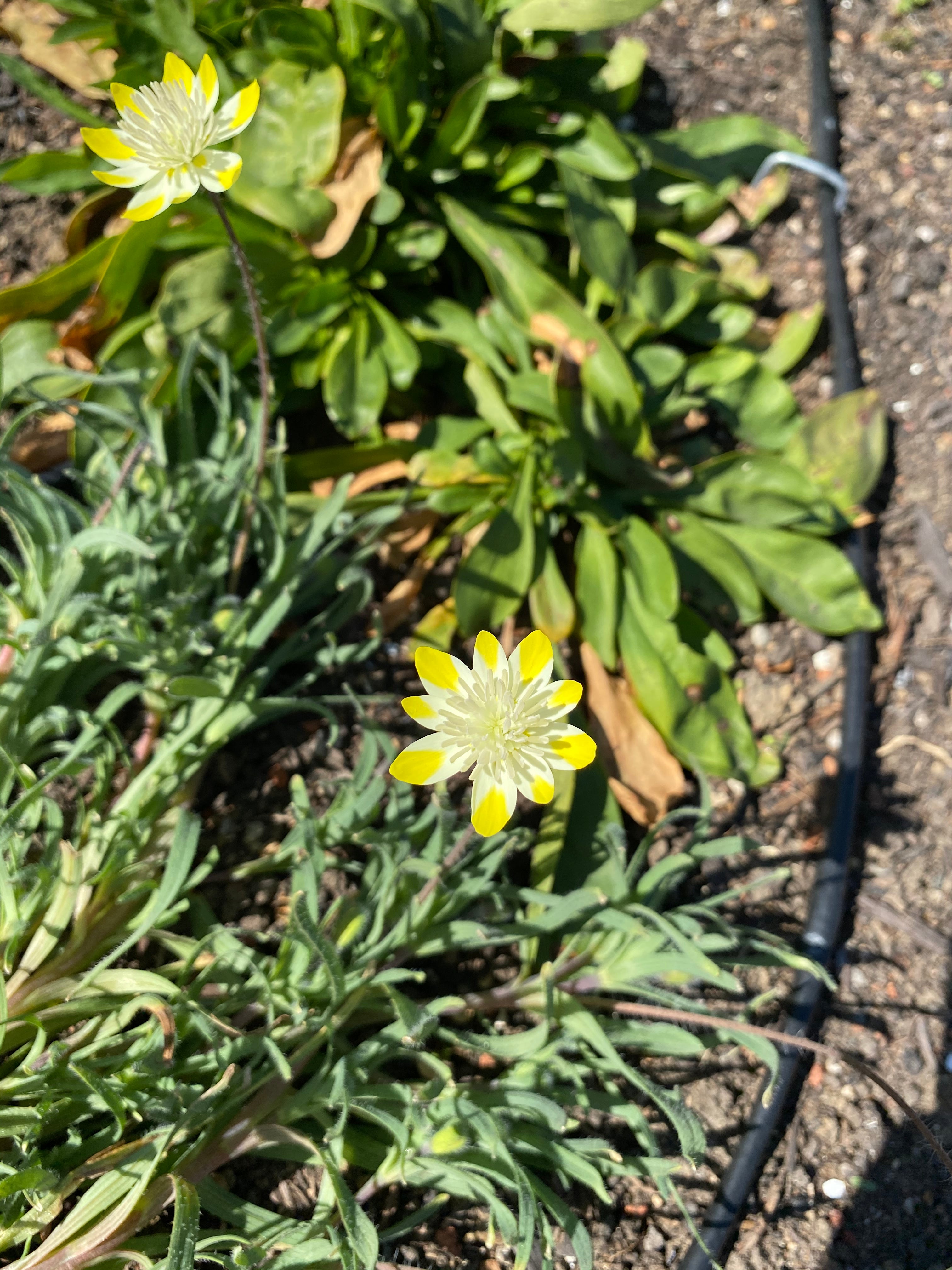 Cream Cups | Platystemon Californicus seeds