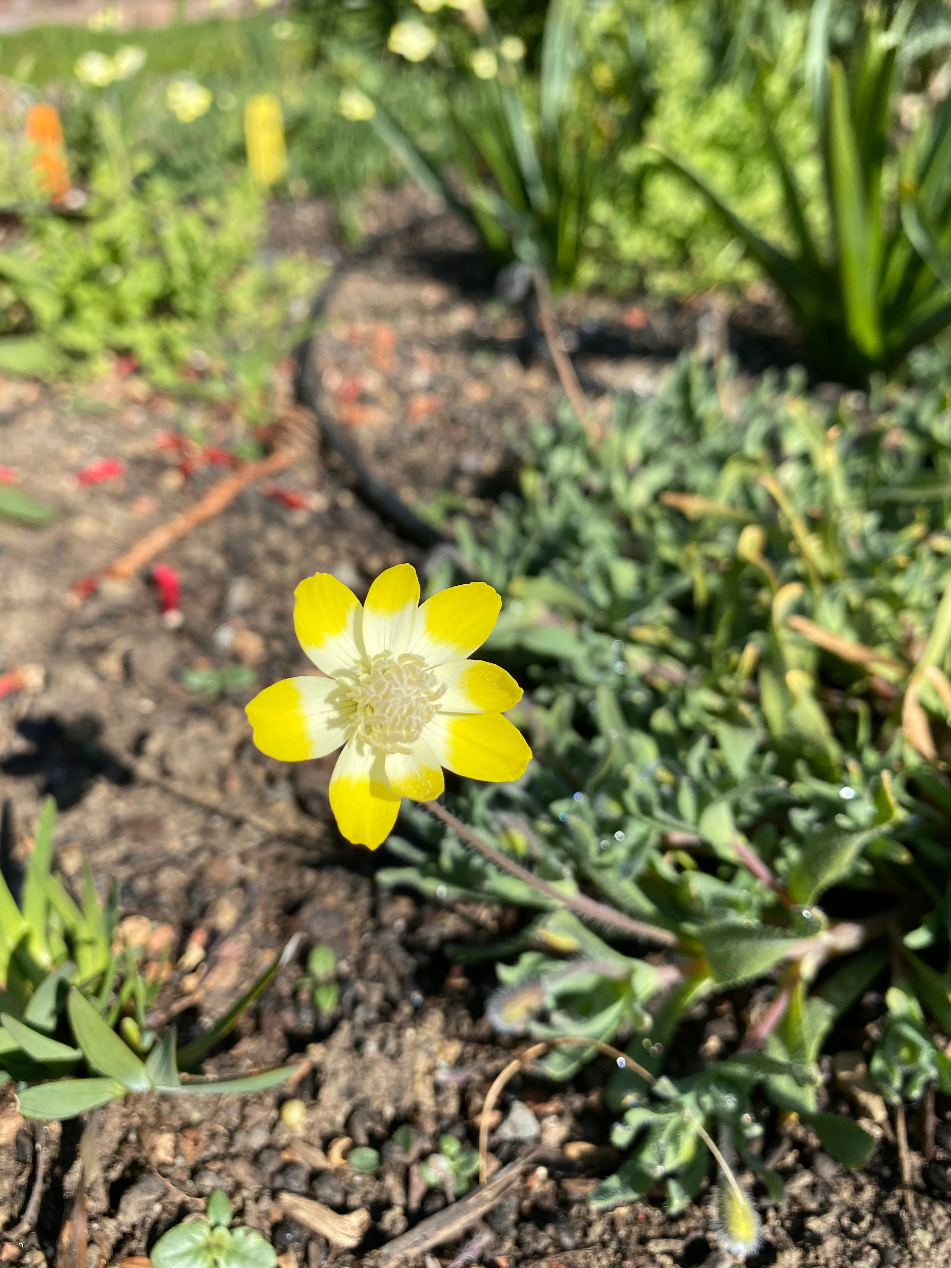 Cream Cups | Platystemon Californicus seeds