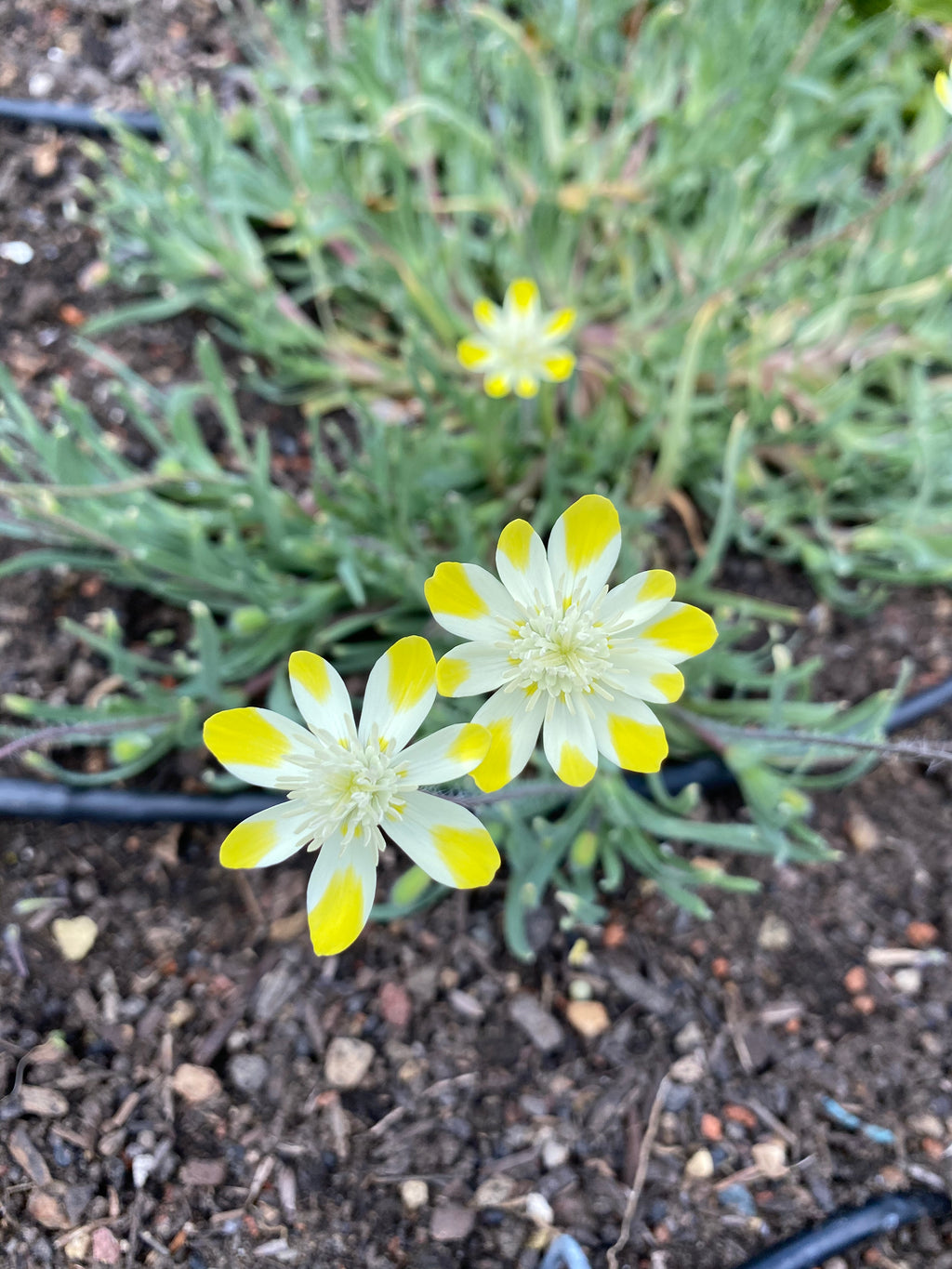 Cream Cups | Platystemon Californicus seeds