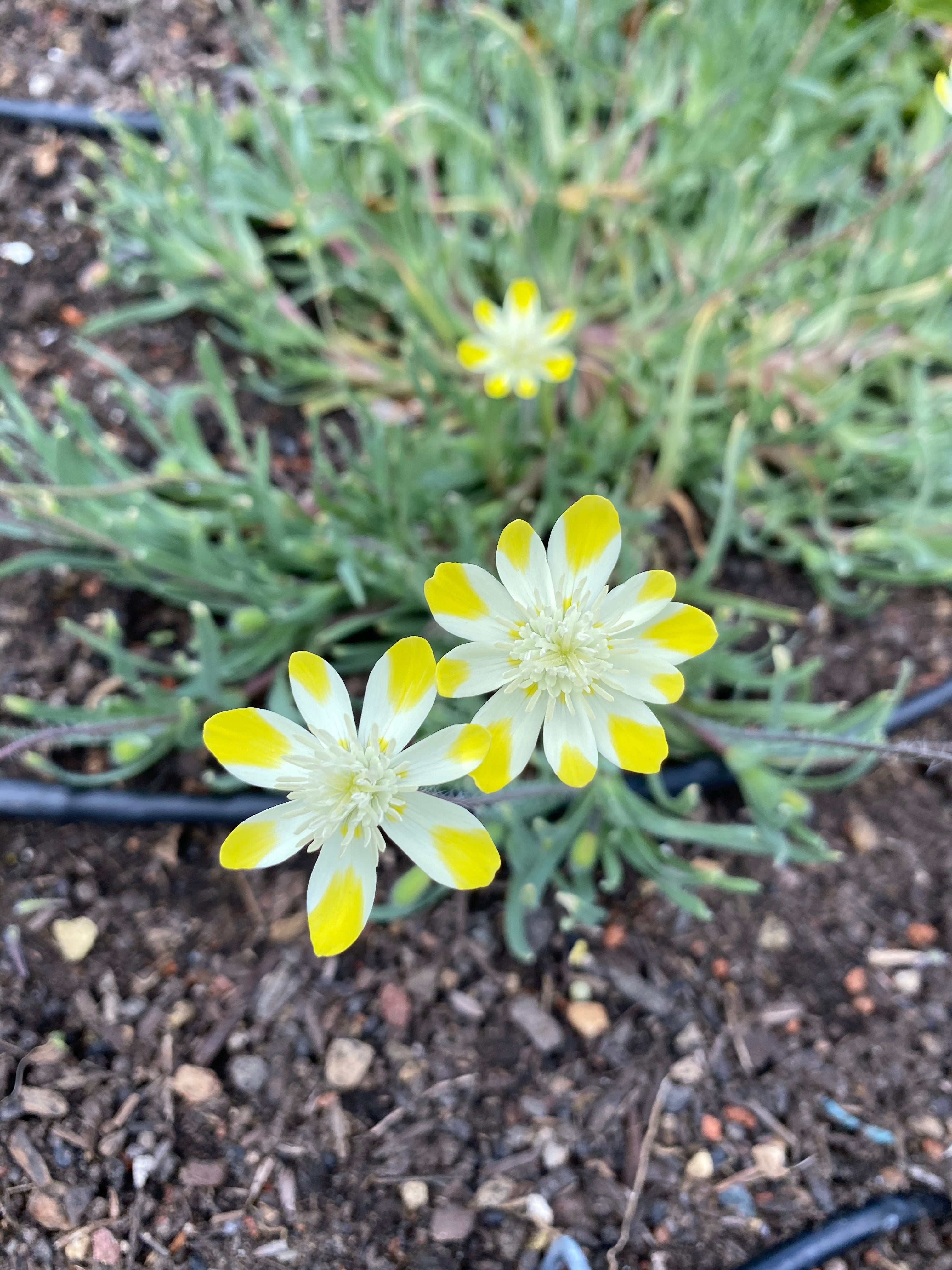Cream Cups | Platystemon Californicus seeds