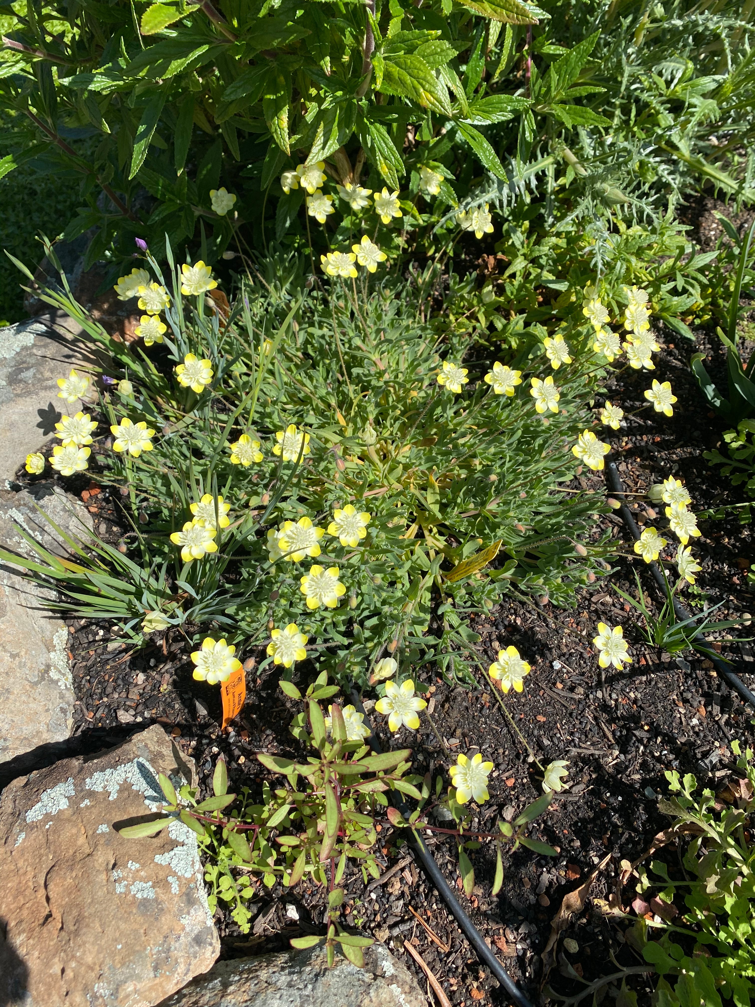 Cream Cups | Platystemon Californicus seeds