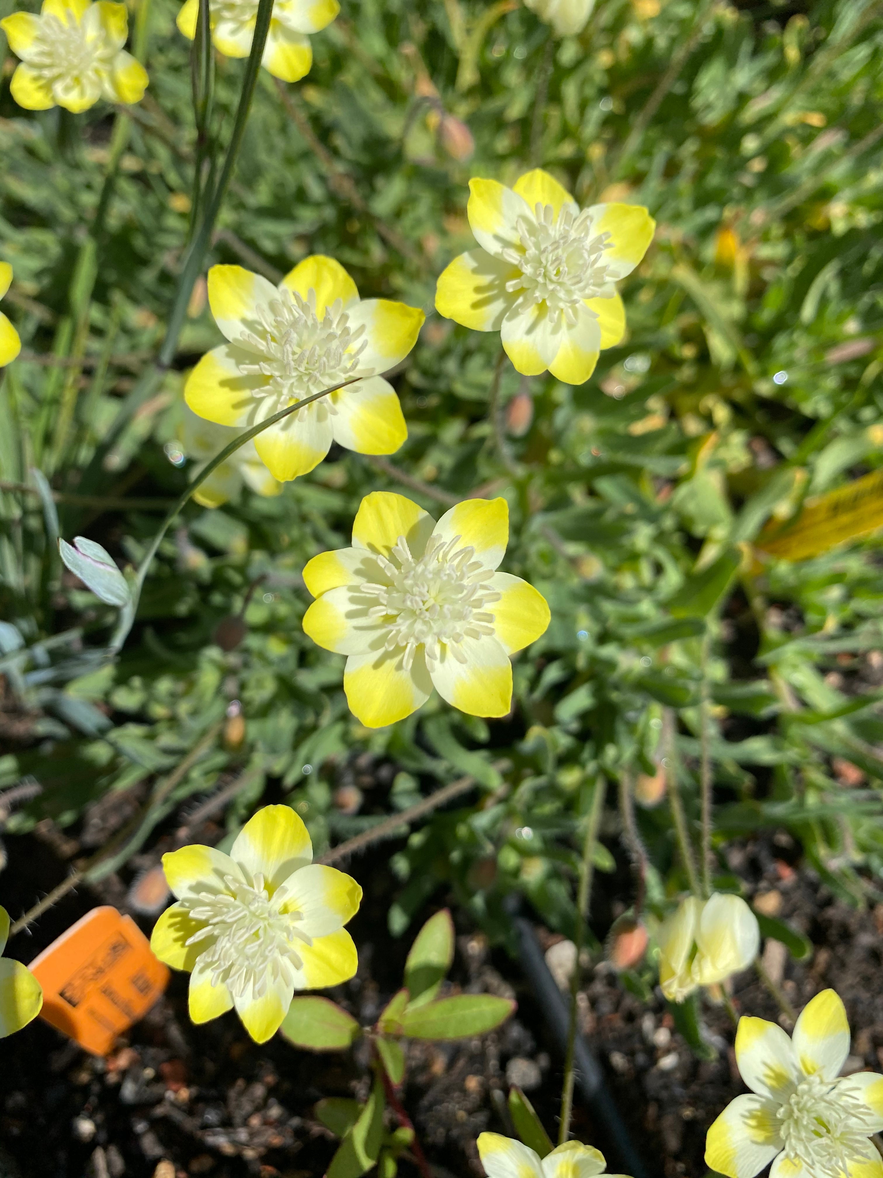 Cream Cups | Platystemon Californicus seeds