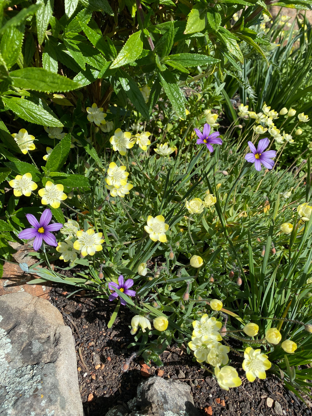 Cream Cups | Platystemon Californicus seeds
