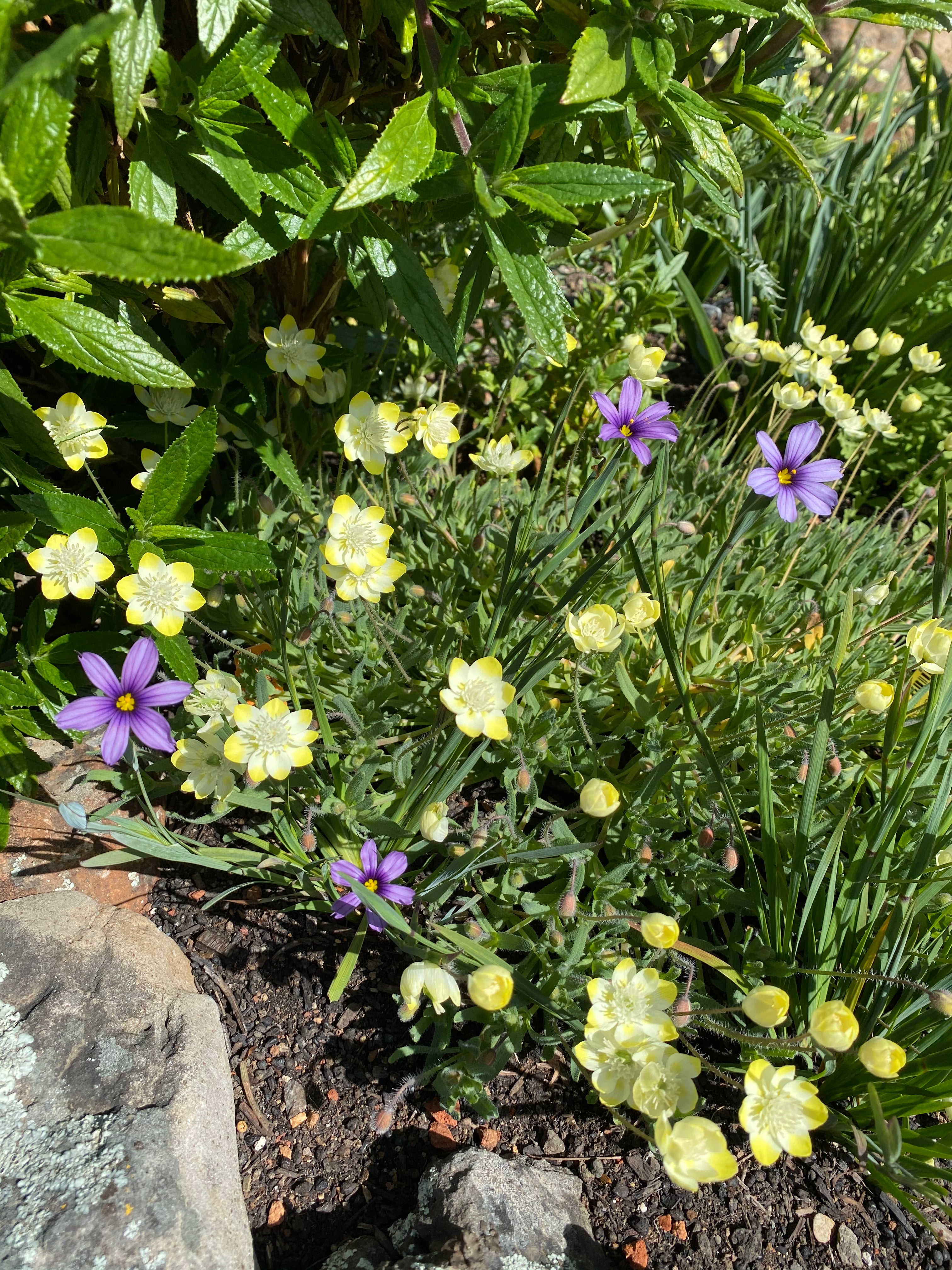 Cream Cups | Platystemon Californicus seeds