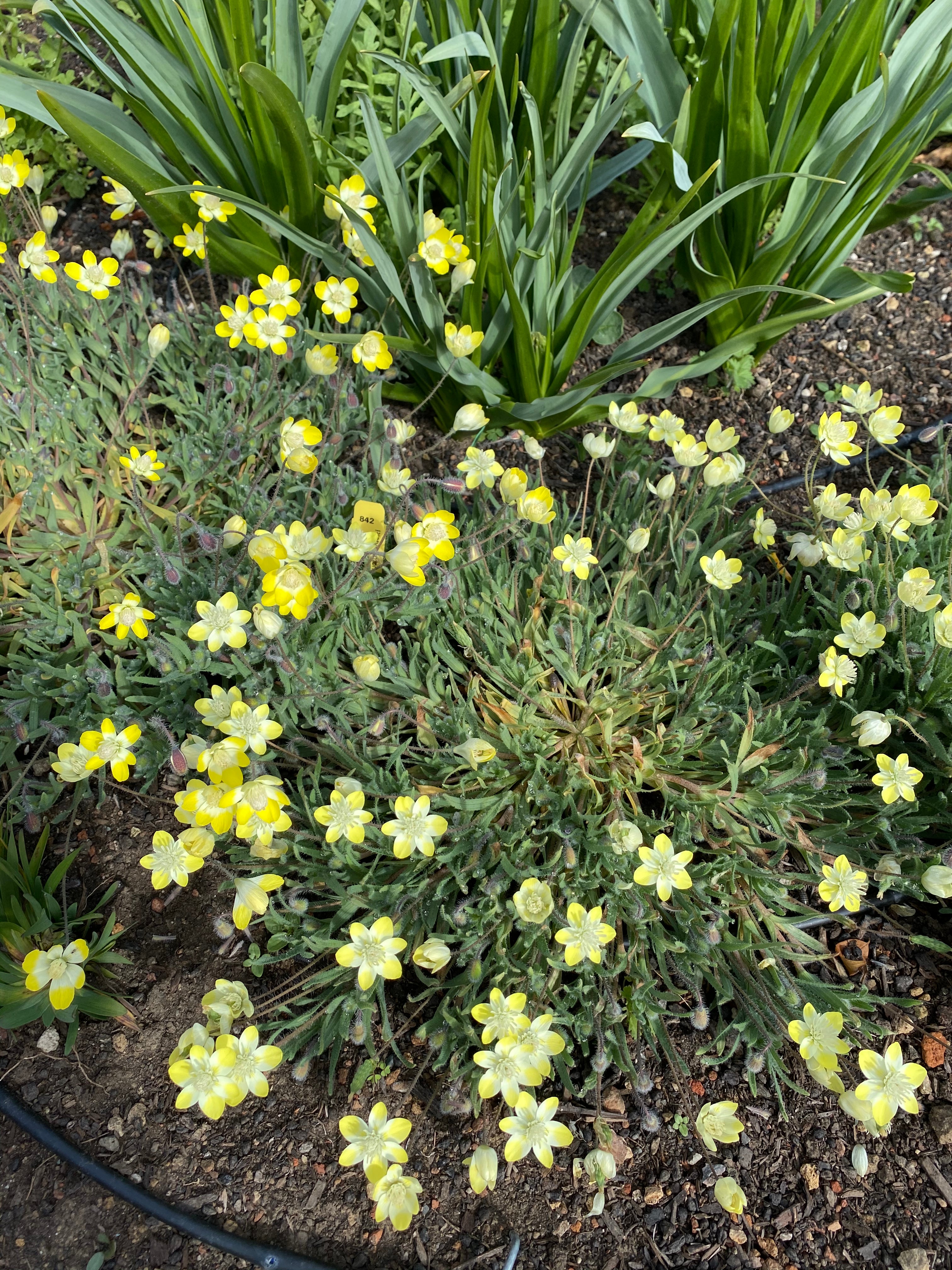 Cream Cups | Platystemon Californicus seeds