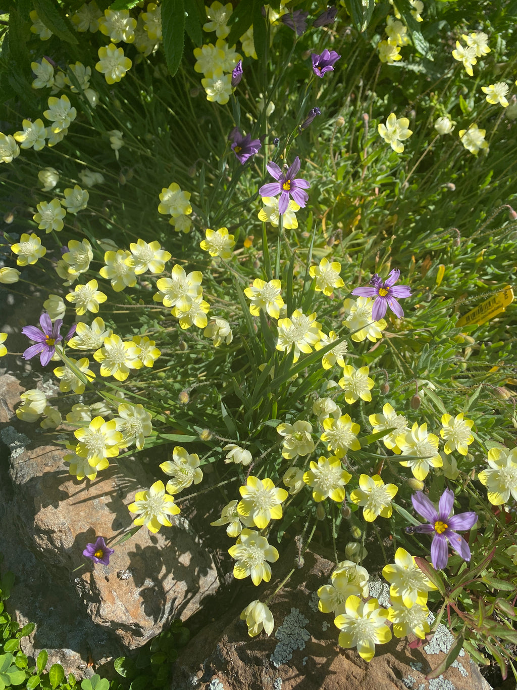Cream Cups | Platystemon Californicus seeds