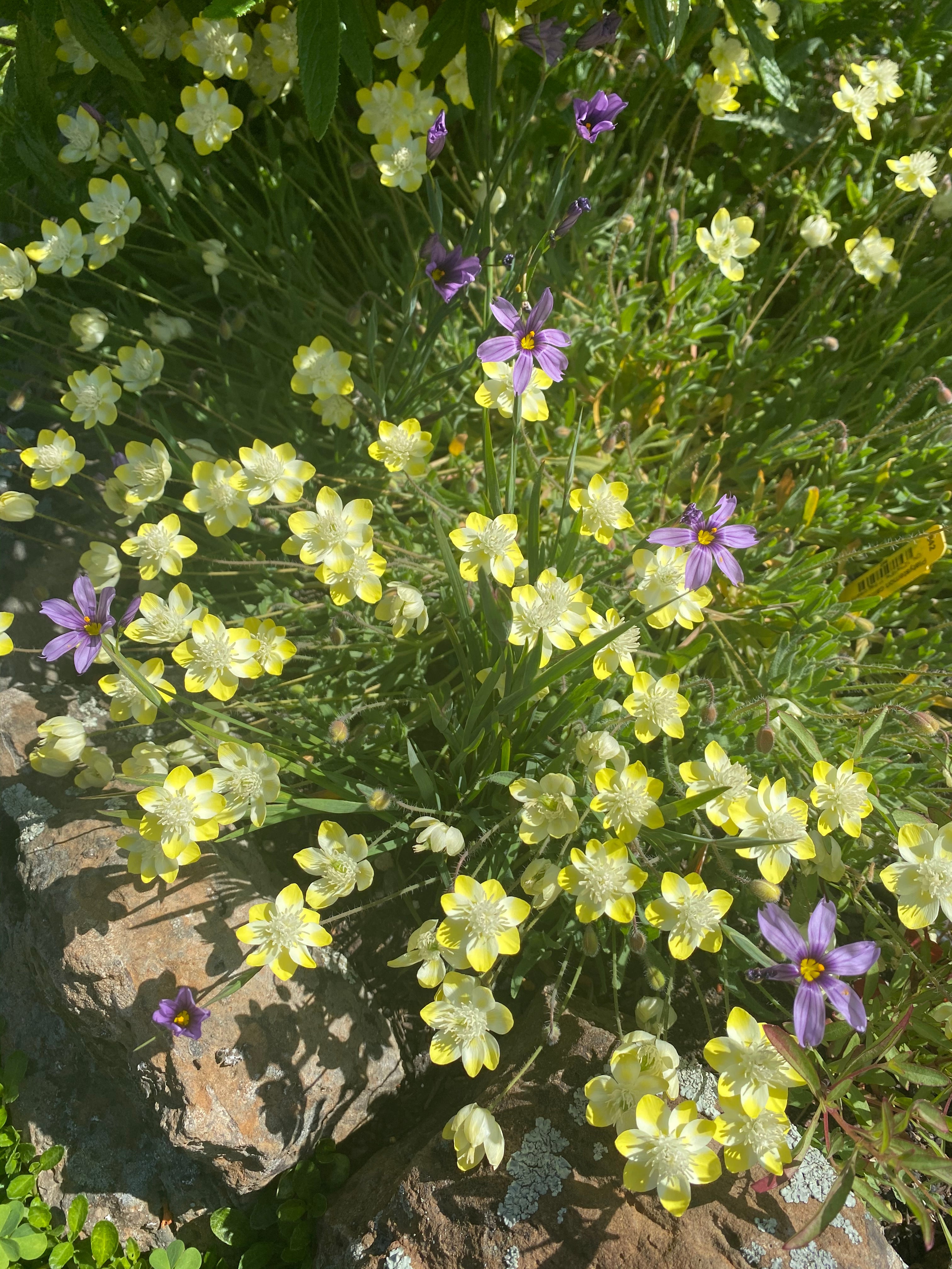 Cream Cups | Platystemon Californicus seeds