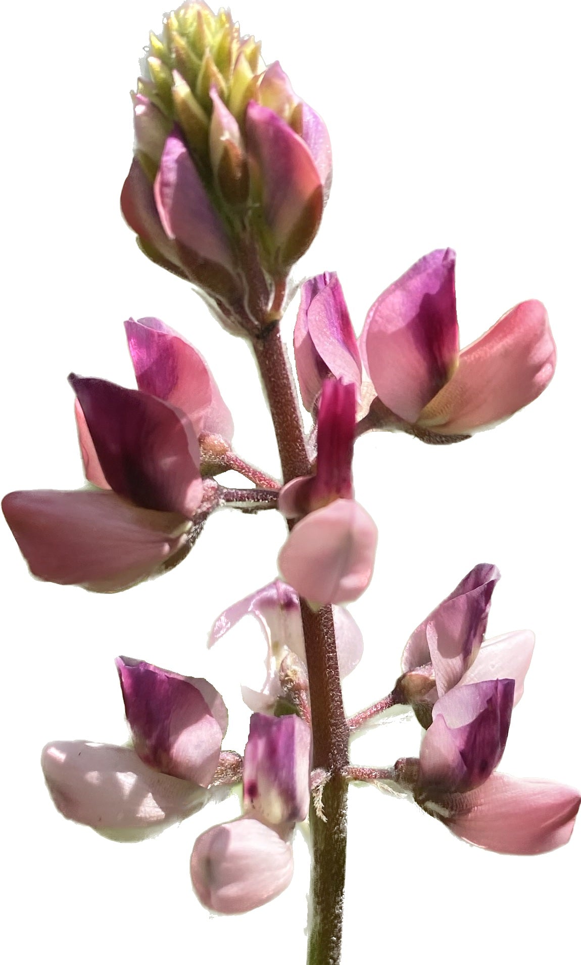 Rodeo Rose Arroyo Lupine | Lupinus succulentus 'Rodeo Rose' seeds