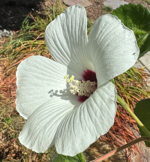 Rose Mallow | Hibiscus lasiocarpos var. occidentalis