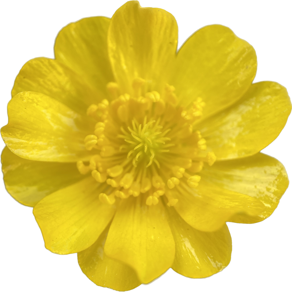 Buttercup | Ranunculus californicus seeds