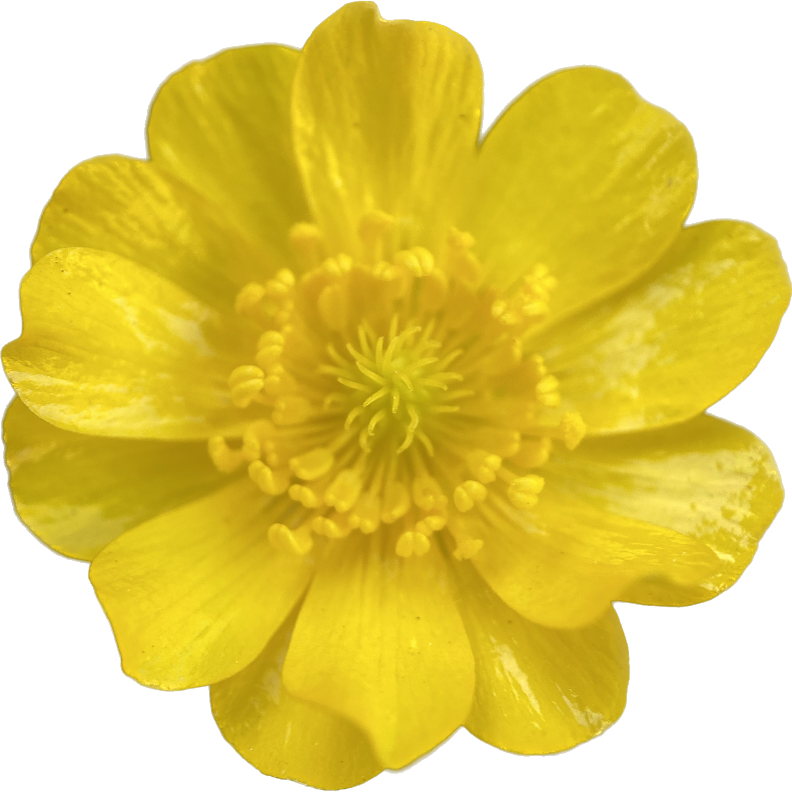 Buttercup | Ranunculus californicus seeds