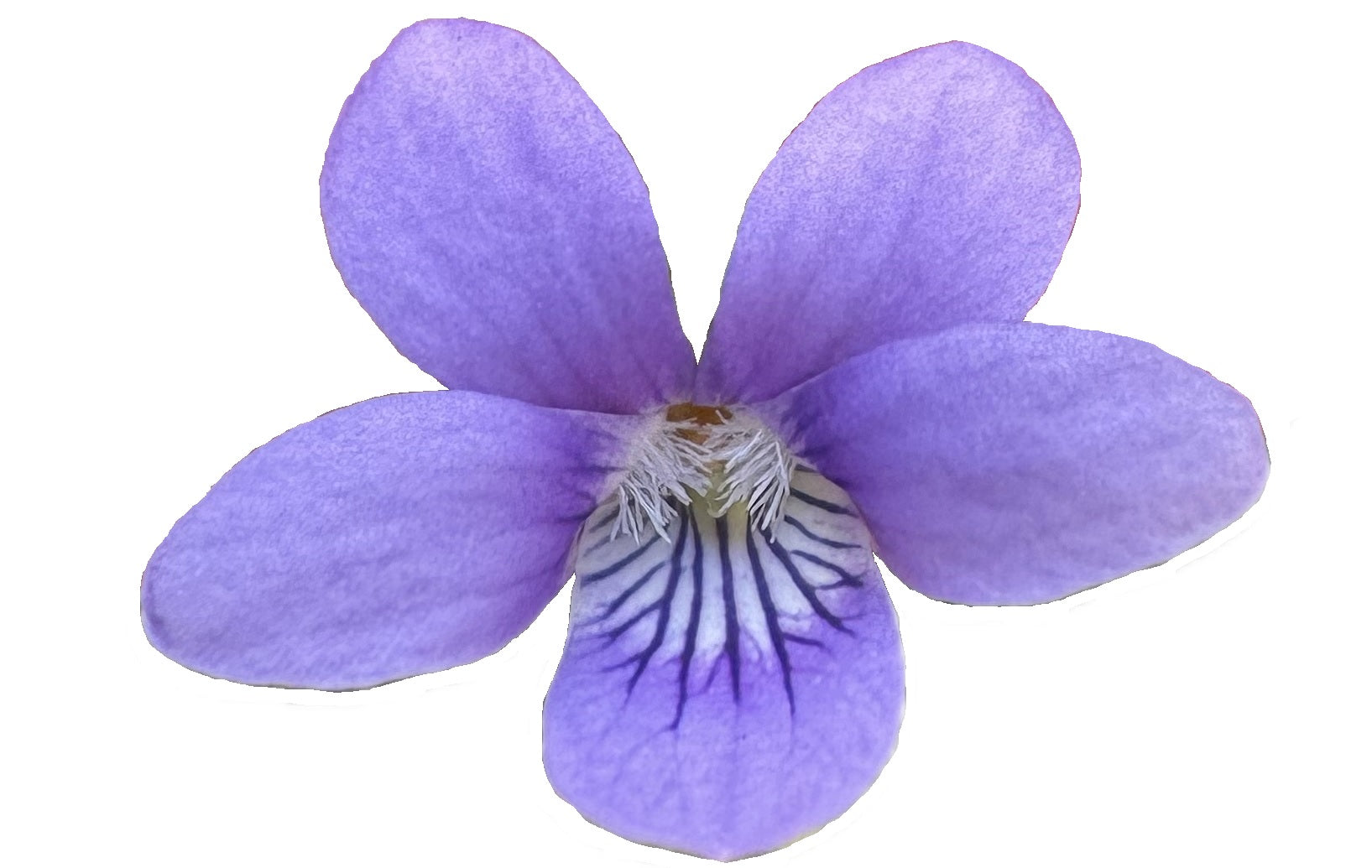 Viola adunca - Western Dog Violet