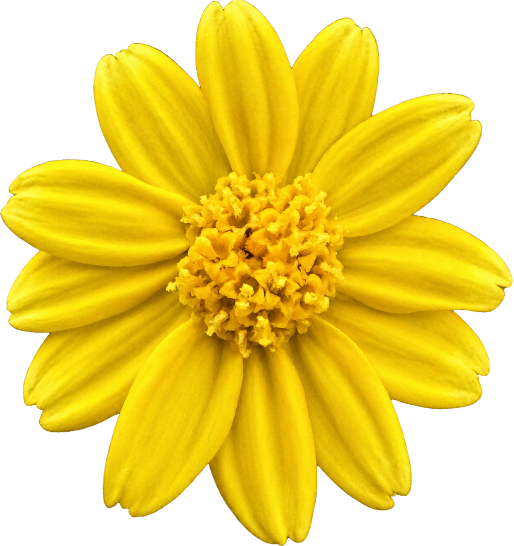 Goldfields | Lasthenia californica seeds
