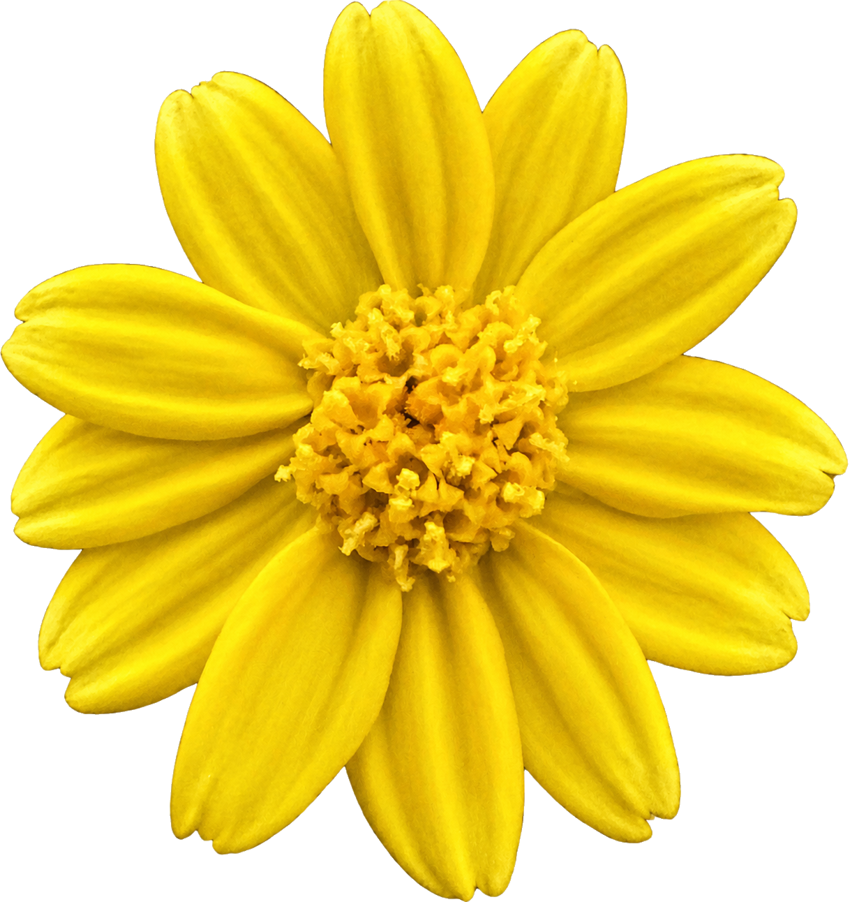 Goldfields | Lasthenia californica seeds