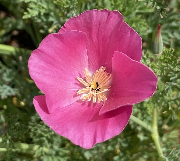 California Poppy "Purple Gleam" | Eschscholzia californica Seeds