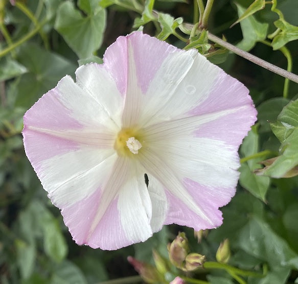 Western Chaparral Morning Glory | Calystegia occidentalis