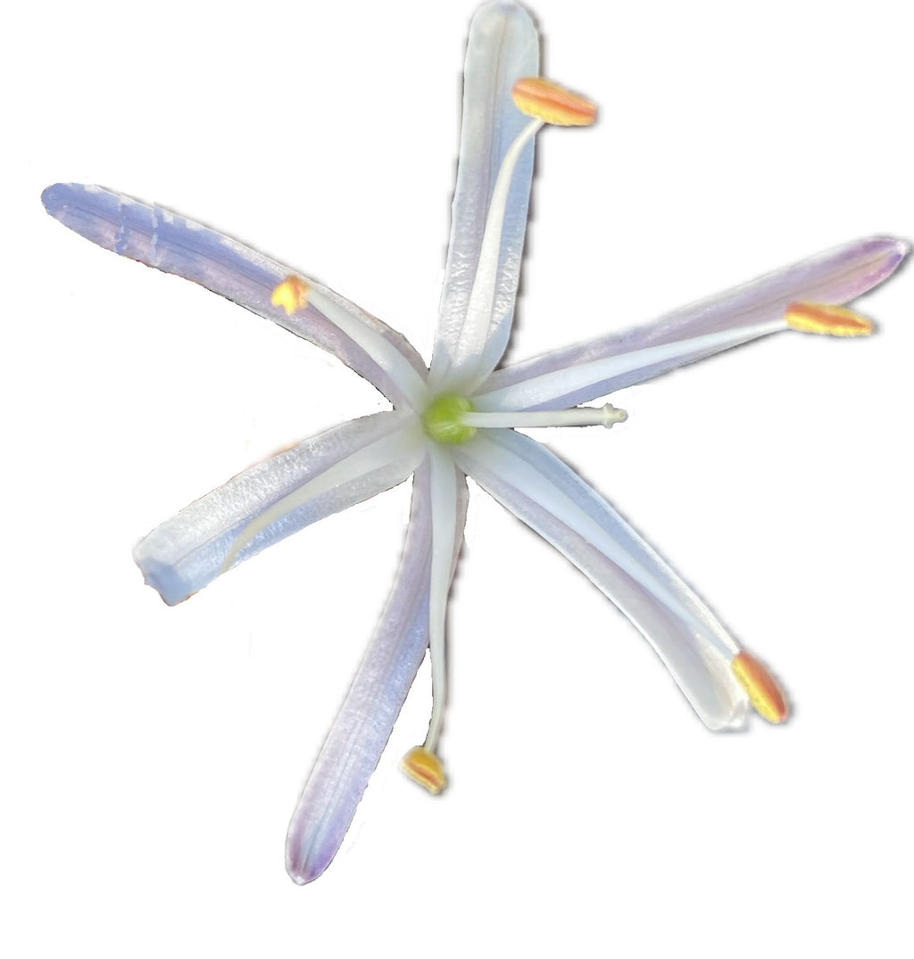 Soap Plant | Chlorogalum pomeridianum