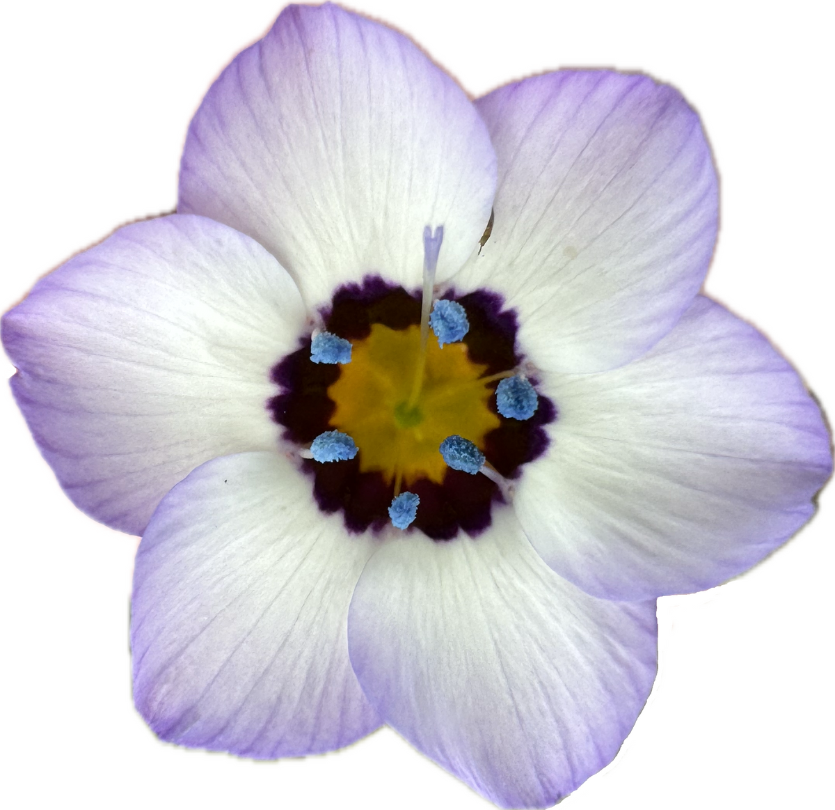 Birds Eyes | Gilia tricolor seeds