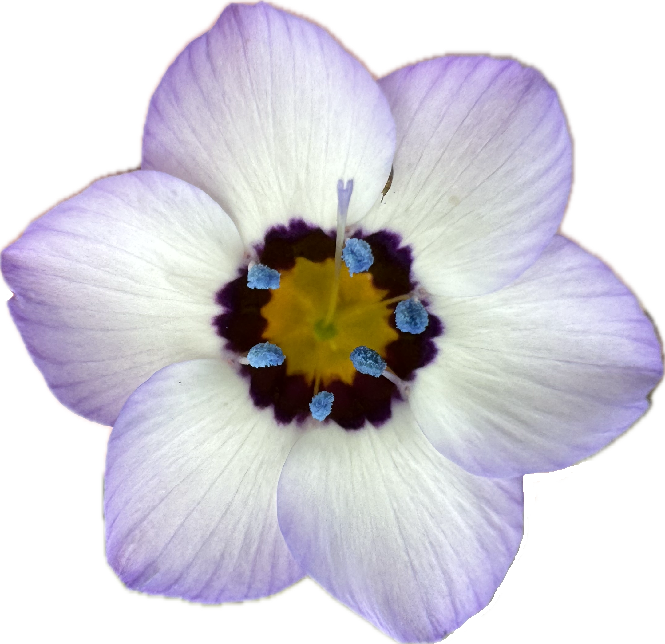 Birds Eyes | Gilia tricolor seeds