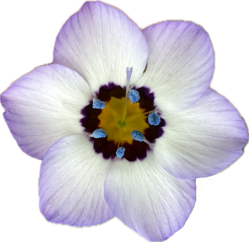 Birds Eyes | Gilia tricolor seeds