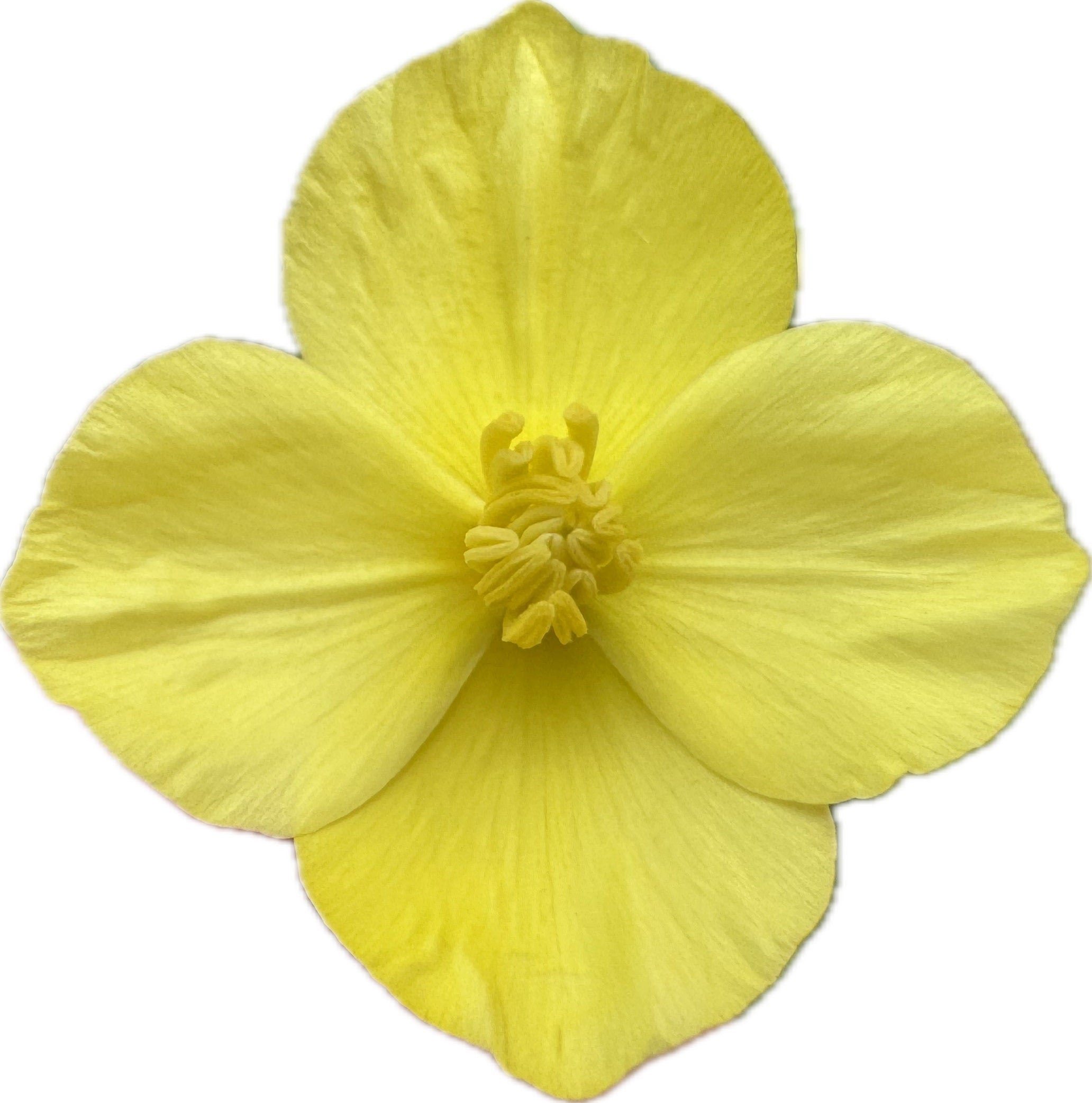 Tufted California Poppy | Eschscholzia caespitosa