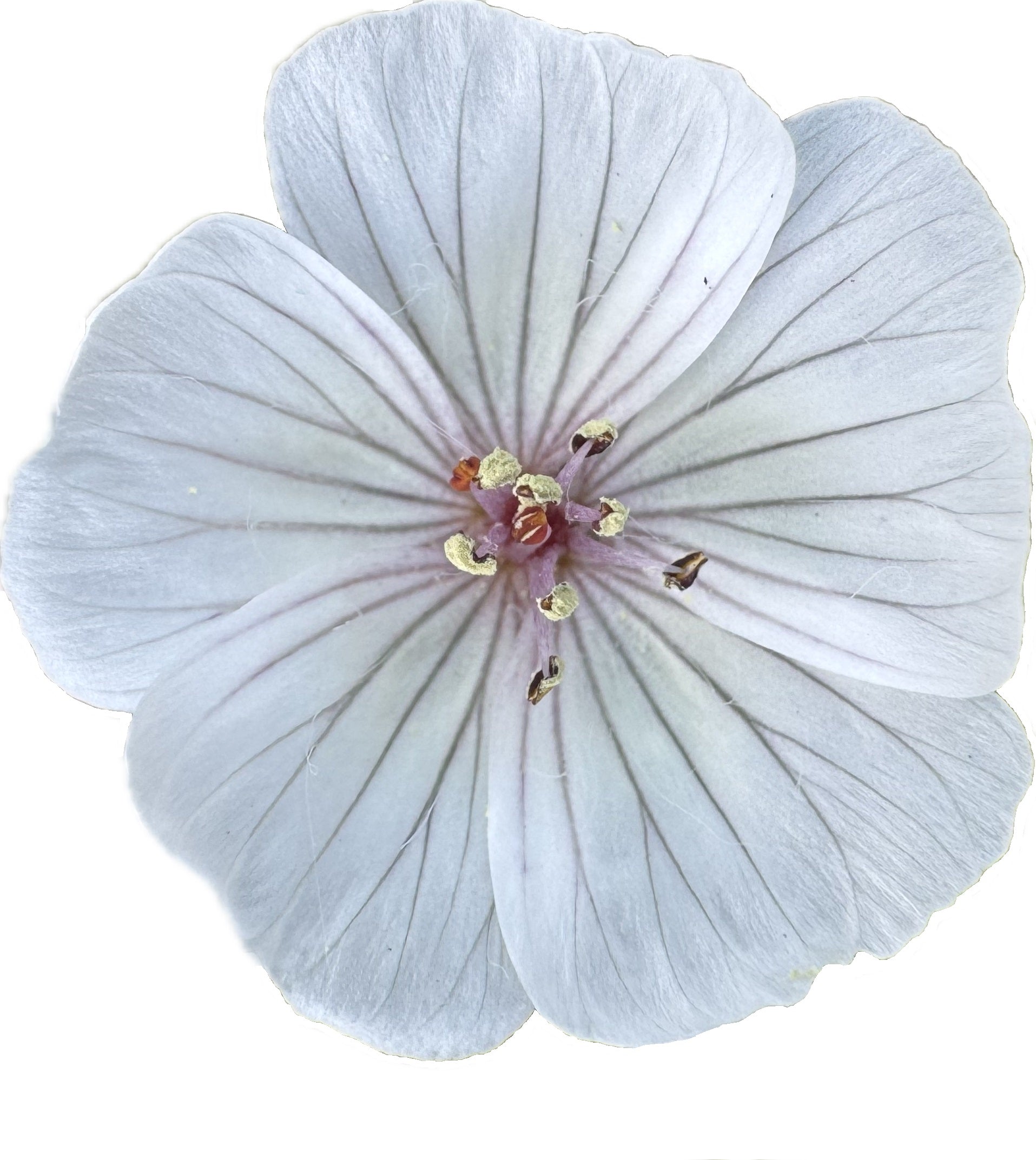 Pink Meadowfoam | Limnanthes douglasii ssp. rosea seeds
